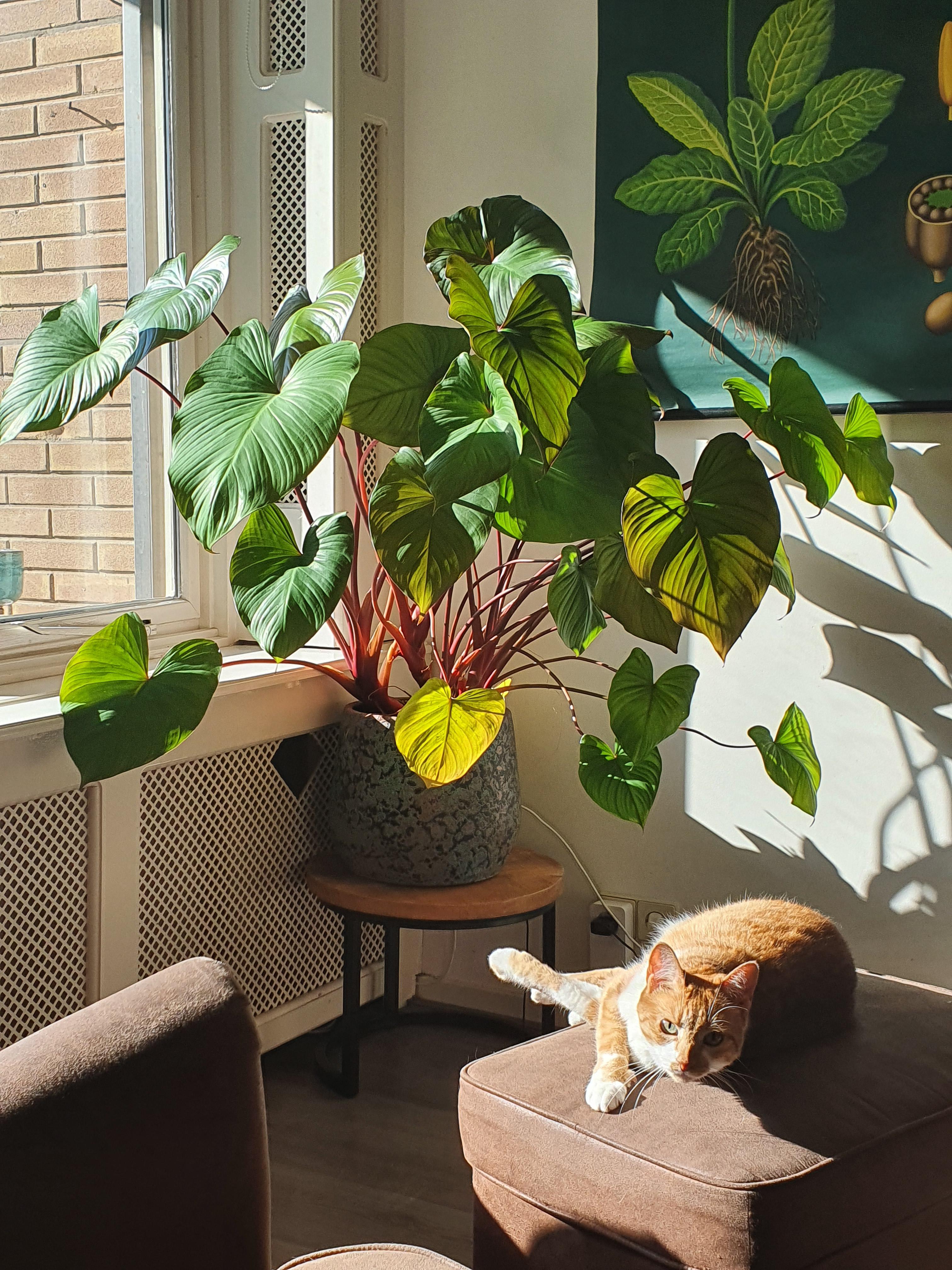 Morningsun Homalomena plus Cat. Got her from a little prop r/houseplants