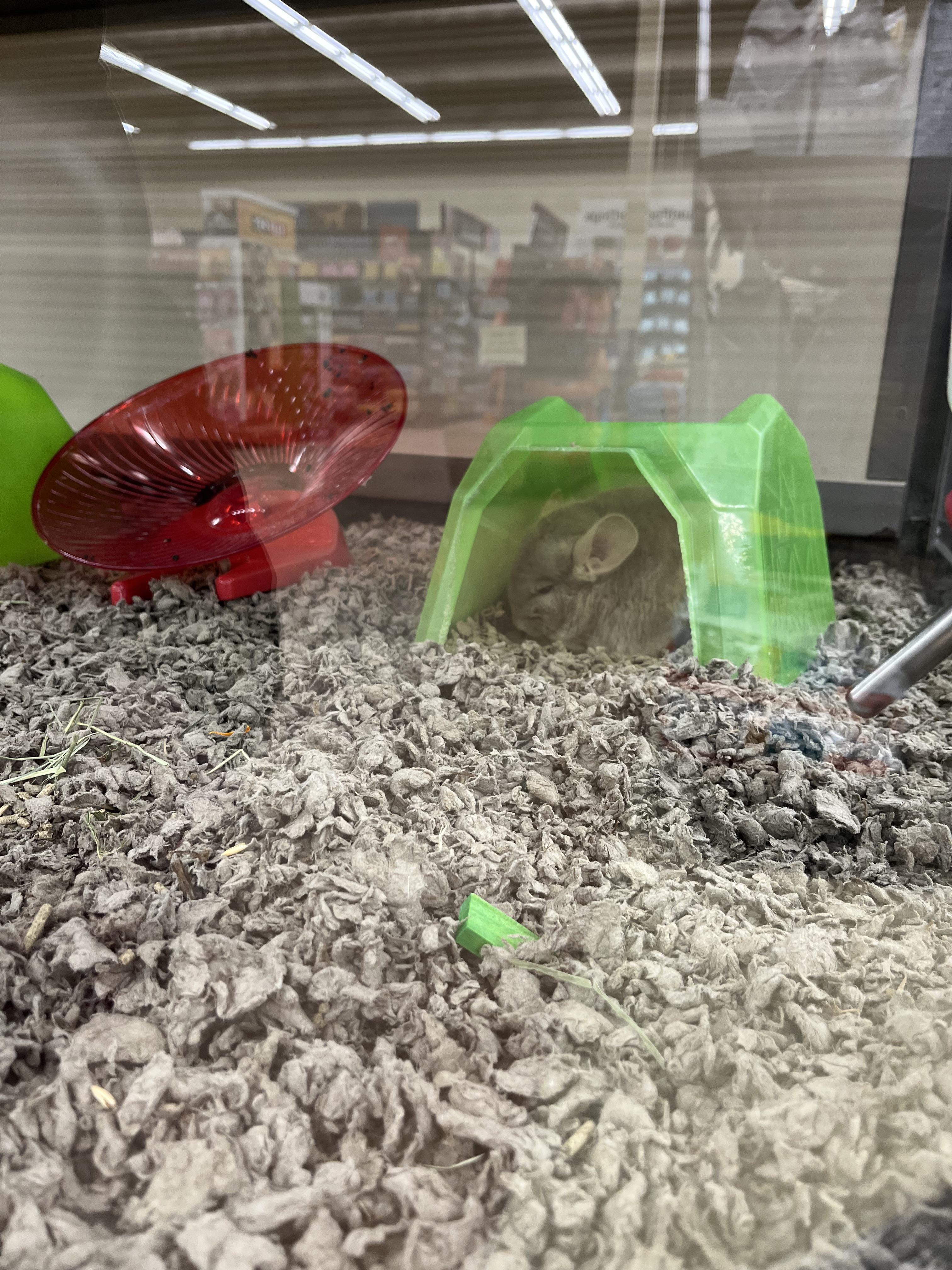 Saw this sweet girl at petco yesterday and fought the urge to bring her