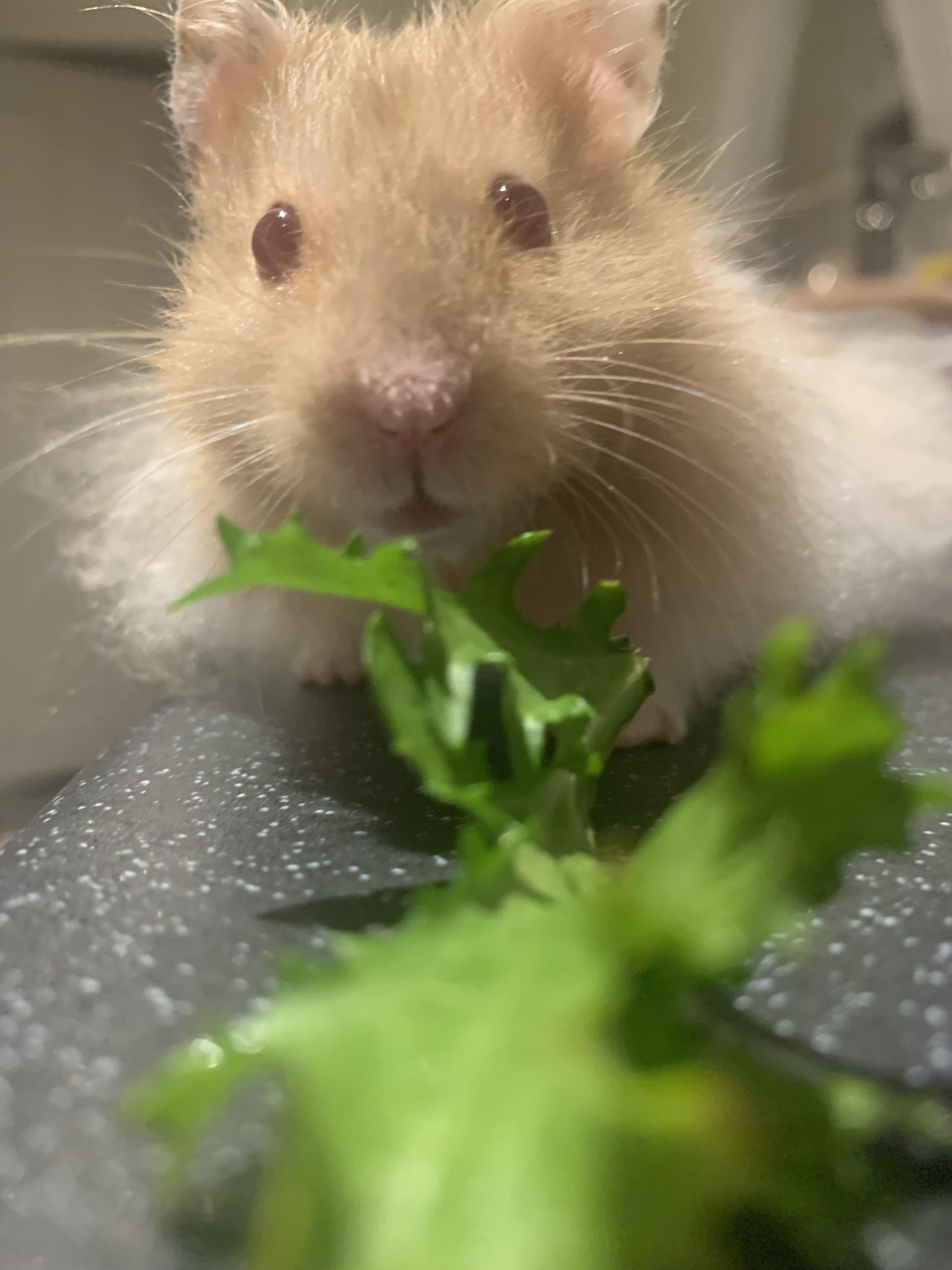 Lettuce r/hamsters