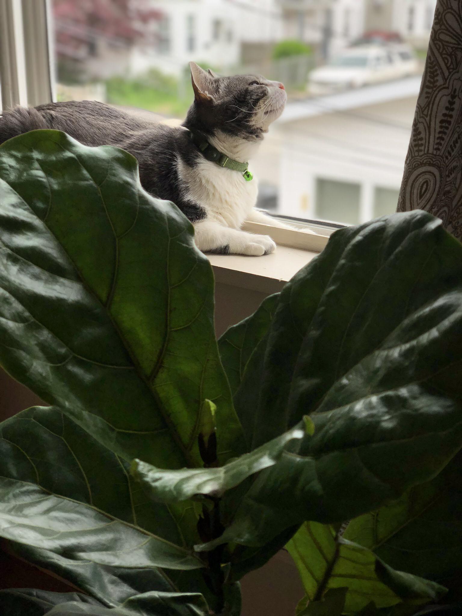 Fiddle Leaf Fig ft. Fern r/CatsAndPlants