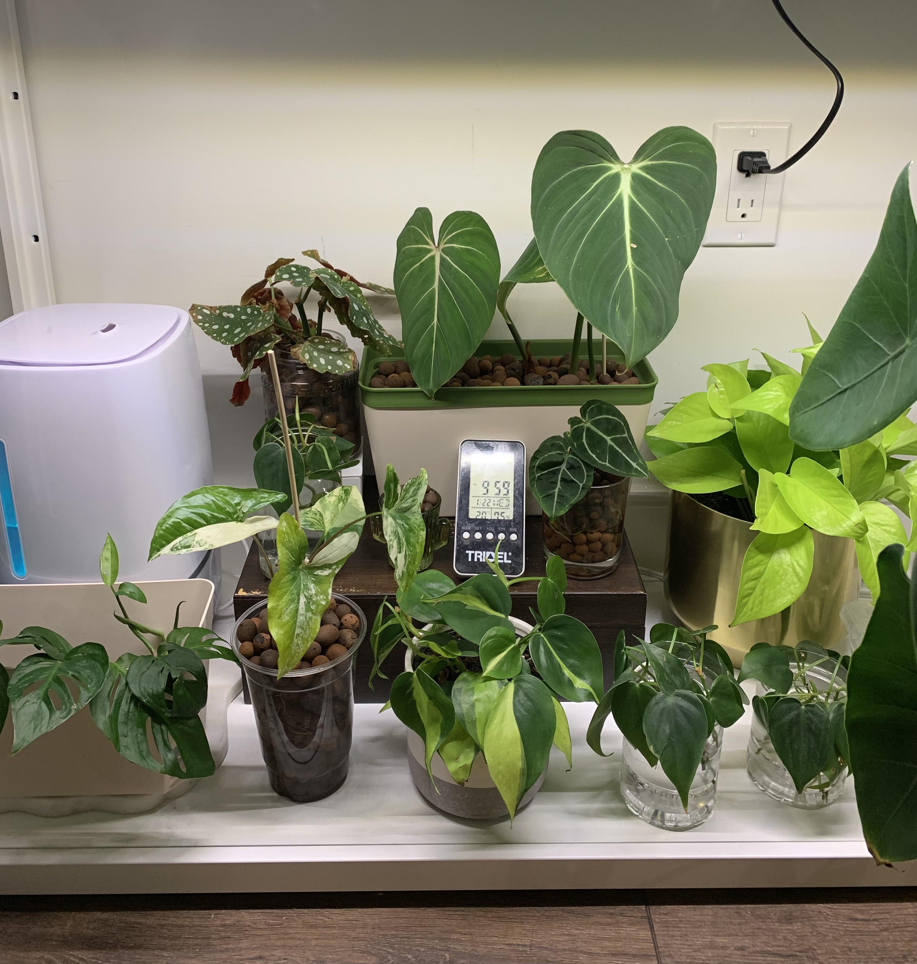 Finally installed some grow lights for my Canadian winters 😍 r