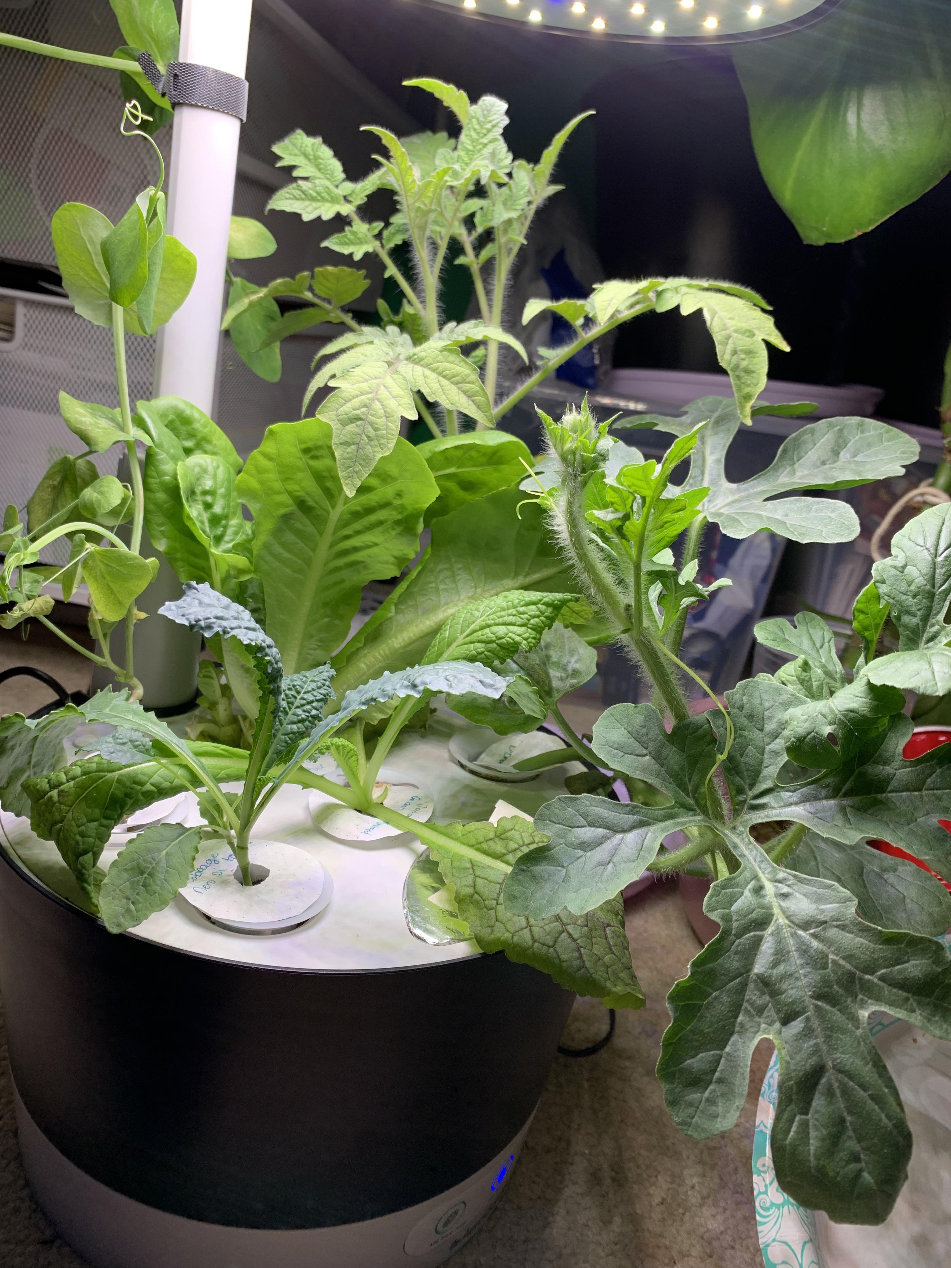 Using my aerogarden to start falls plants ️ can you guess what’s in