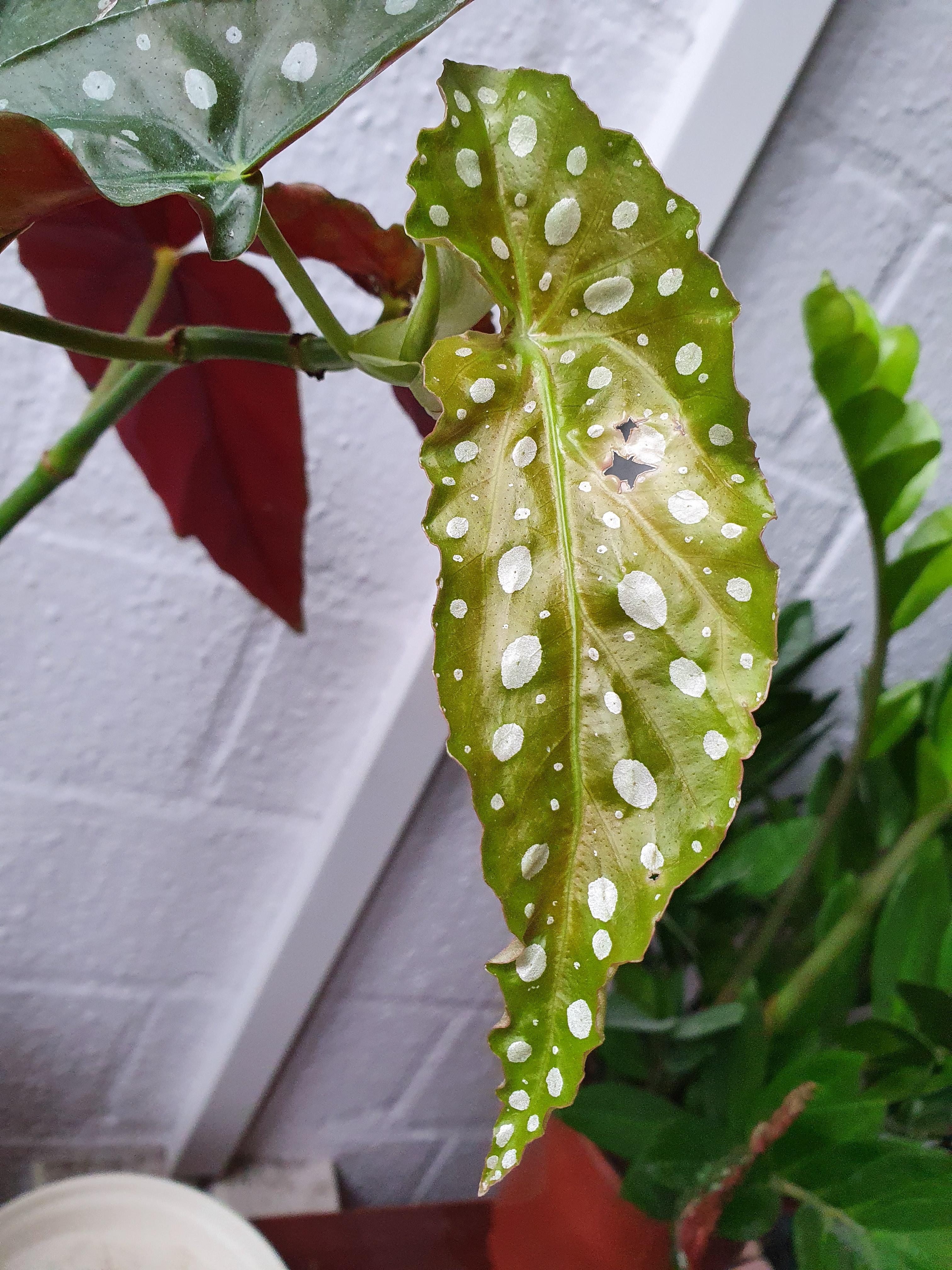 Help me please! What's wrong with my begonia maculata wightii? She has
