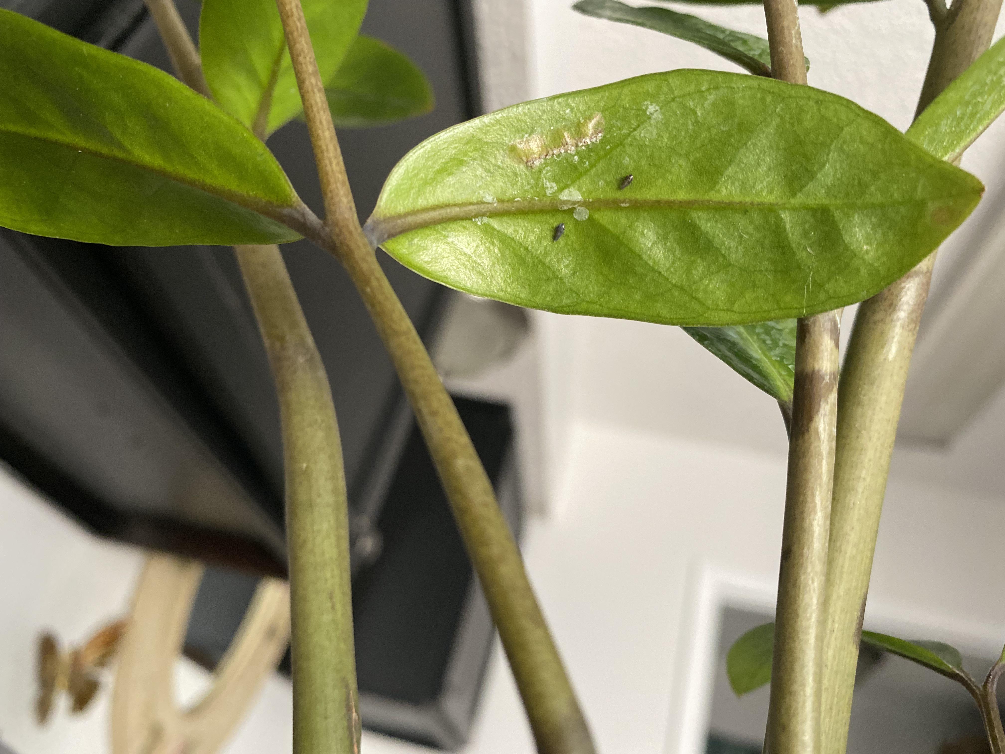 Which pest is this? I’ve done some research but can’t figure it out for