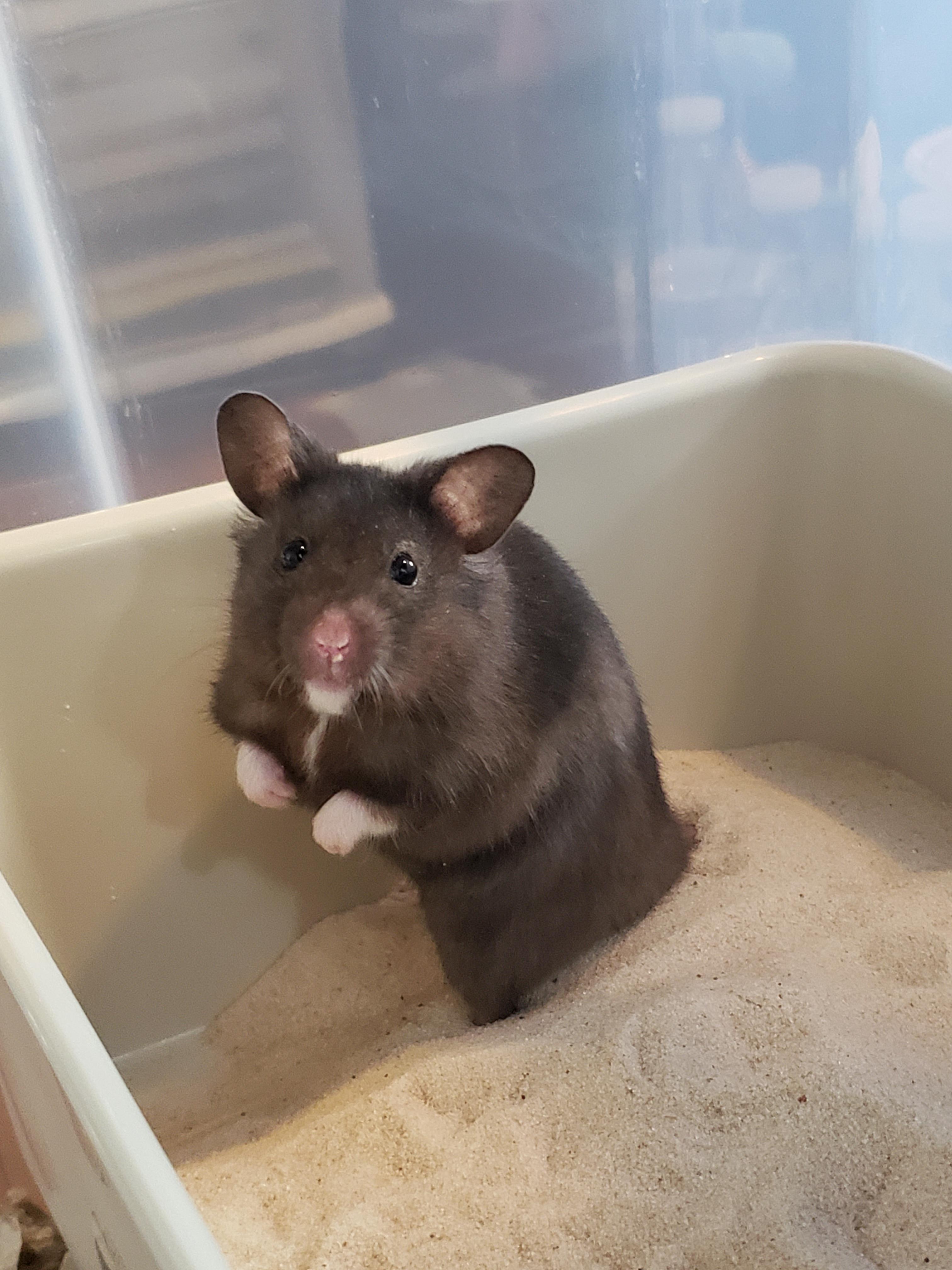 Good chews for hamsters? r/hamsters