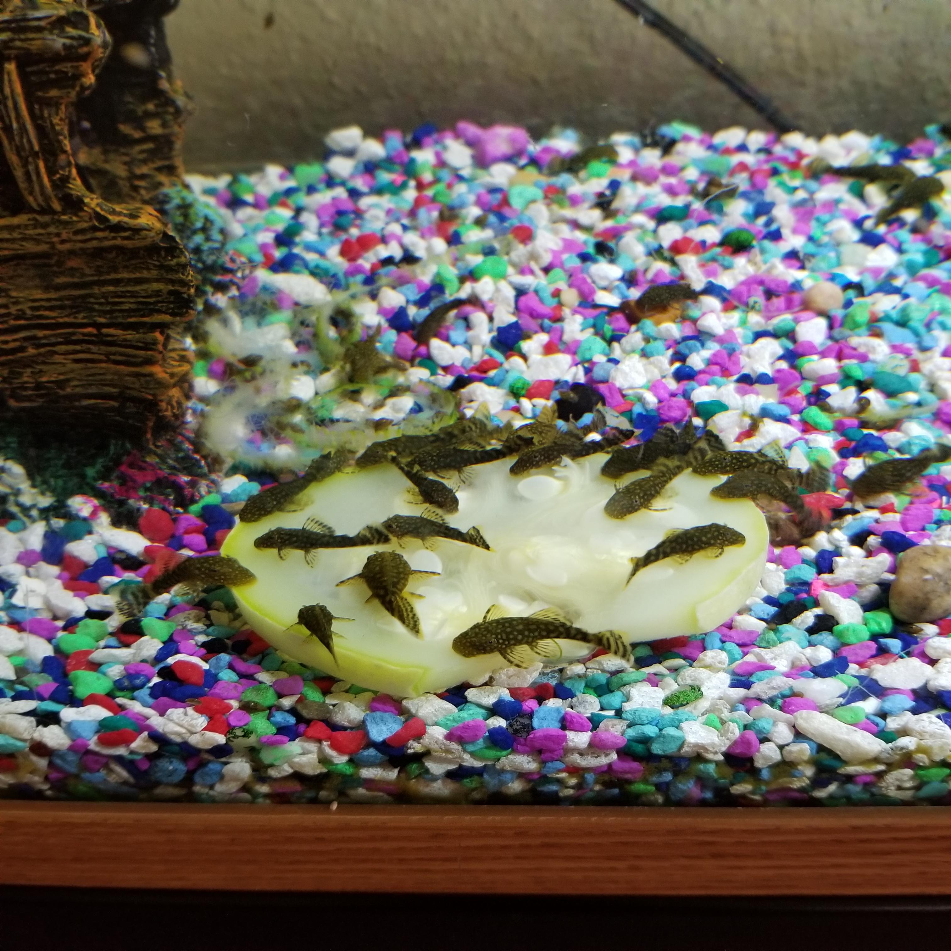 Trying out round zucchini cut into slabs. All 37 can fit on it to eat