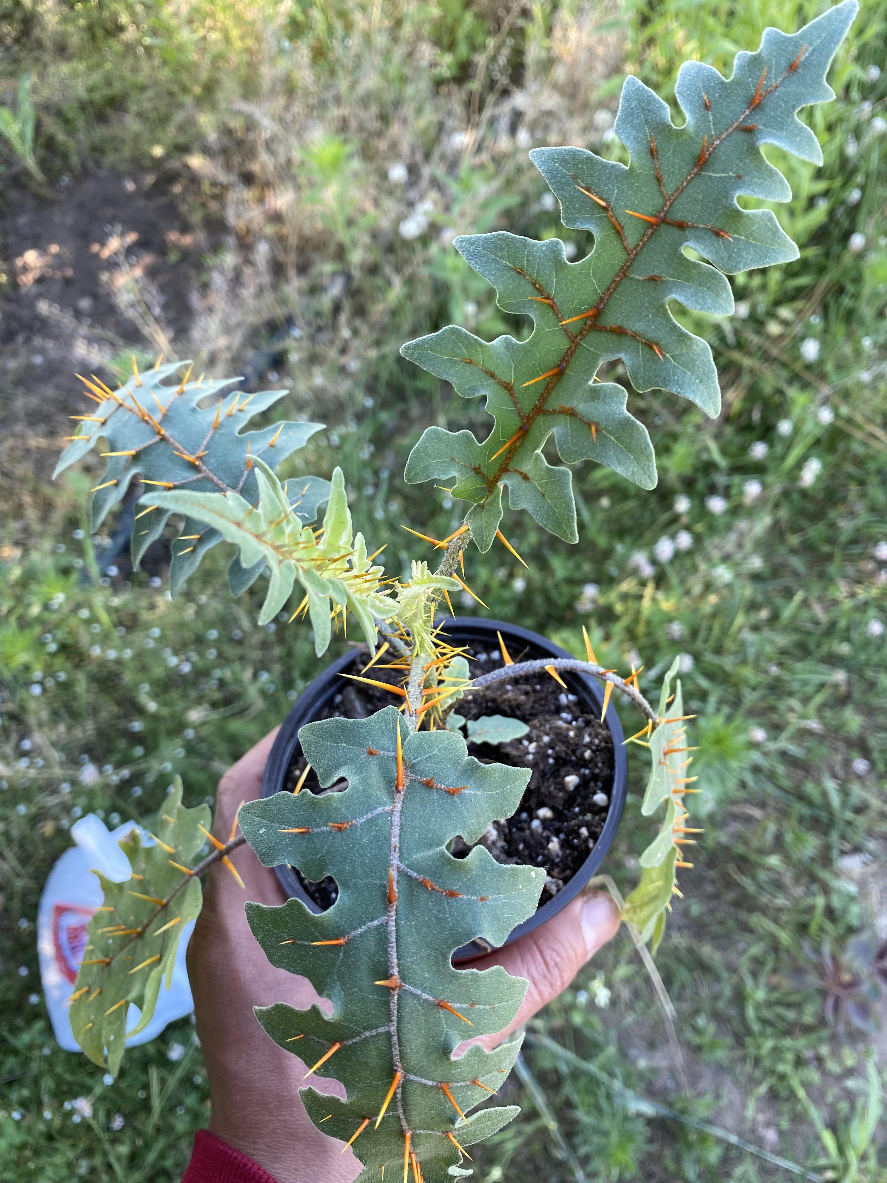 Solanum pyracanthos. Not really a houseplant—more like a weed, but it’s
