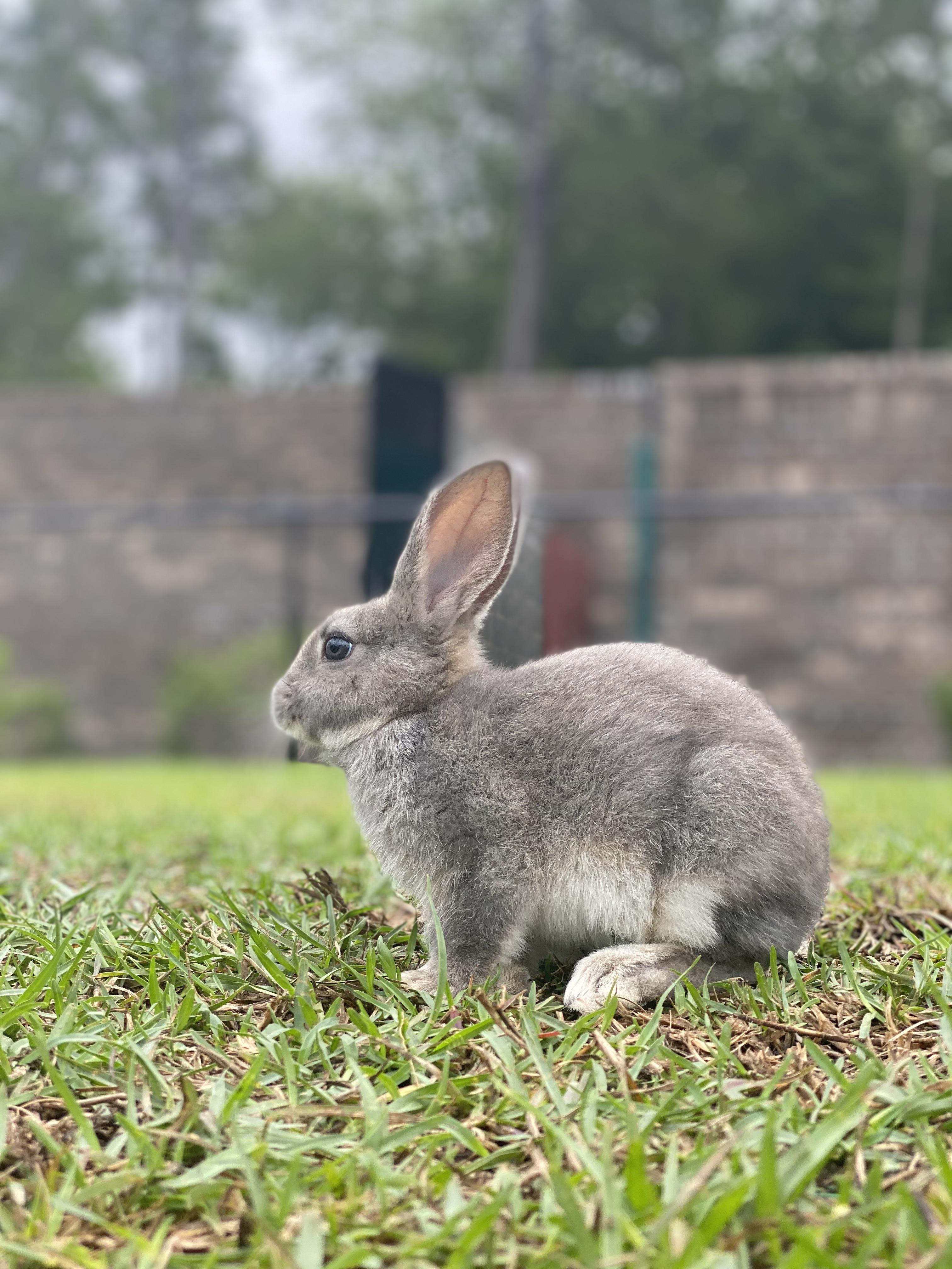 Rescued this precious baby from craigslist! So excited to give her a