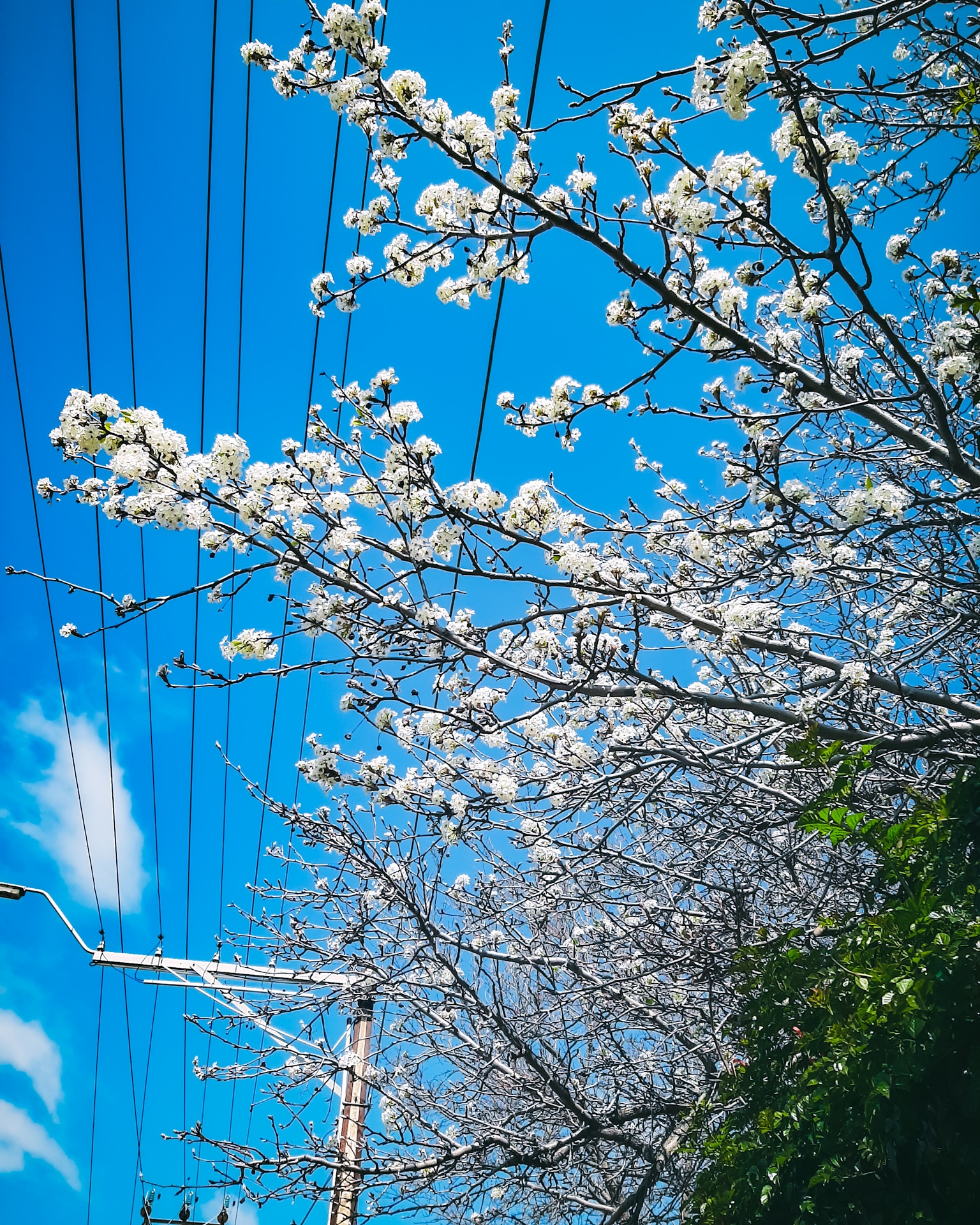 Spring blossoms in Adelaide r/Adelaide