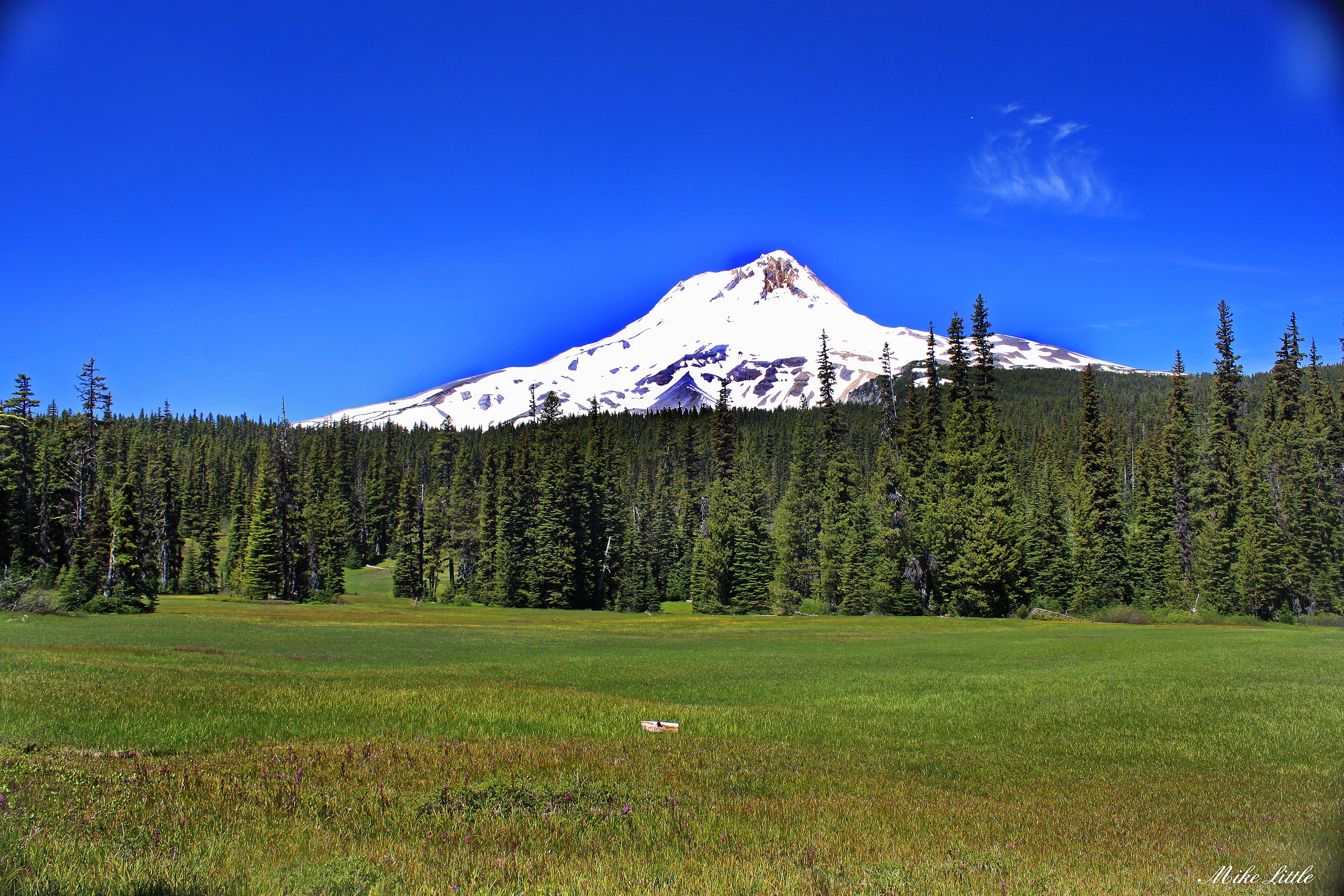 Elk Meadow and the east side of Mt. Hood, Oregon in July r