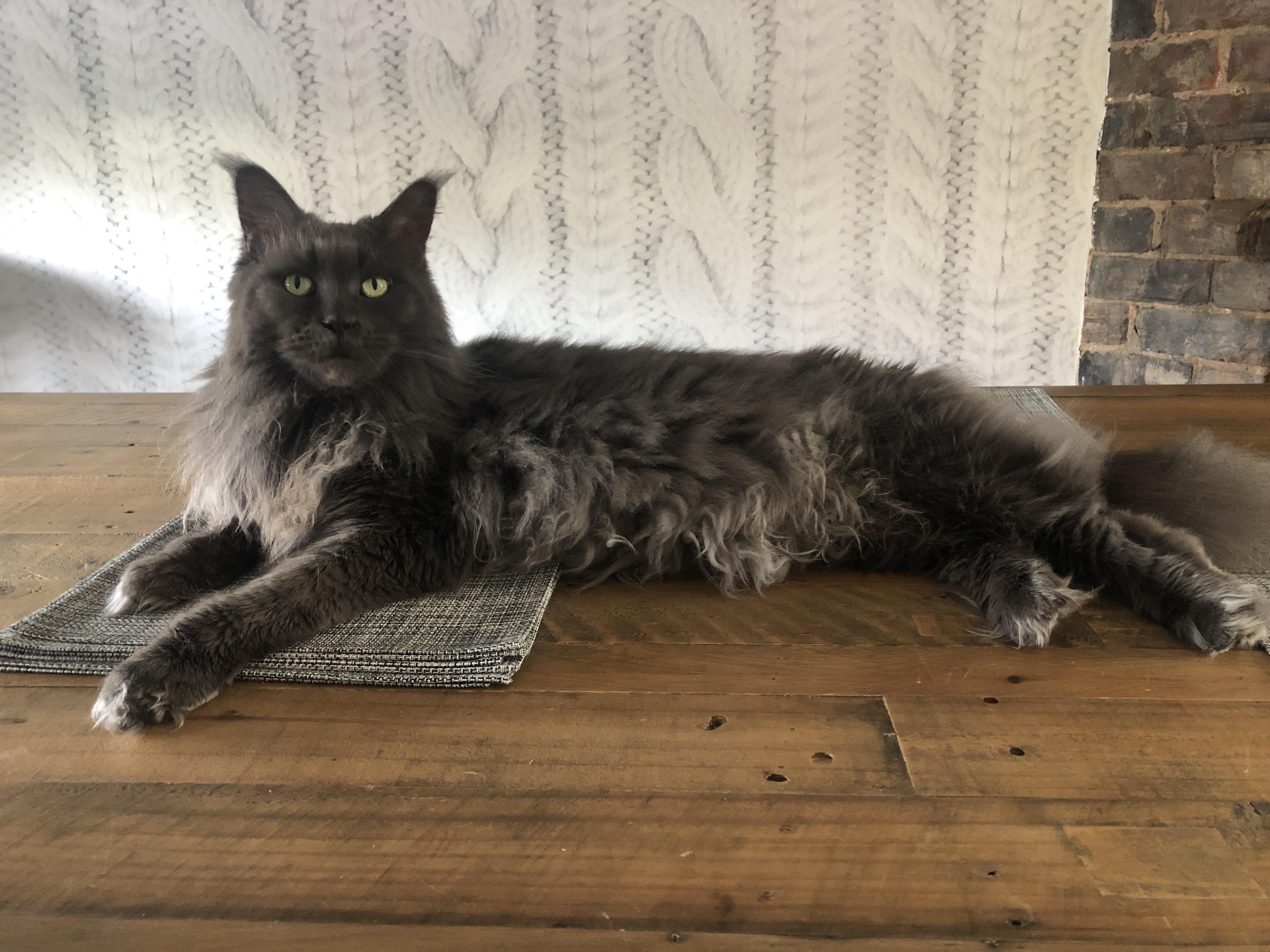 Curly belly won’t let me brush her! r/mainecoons