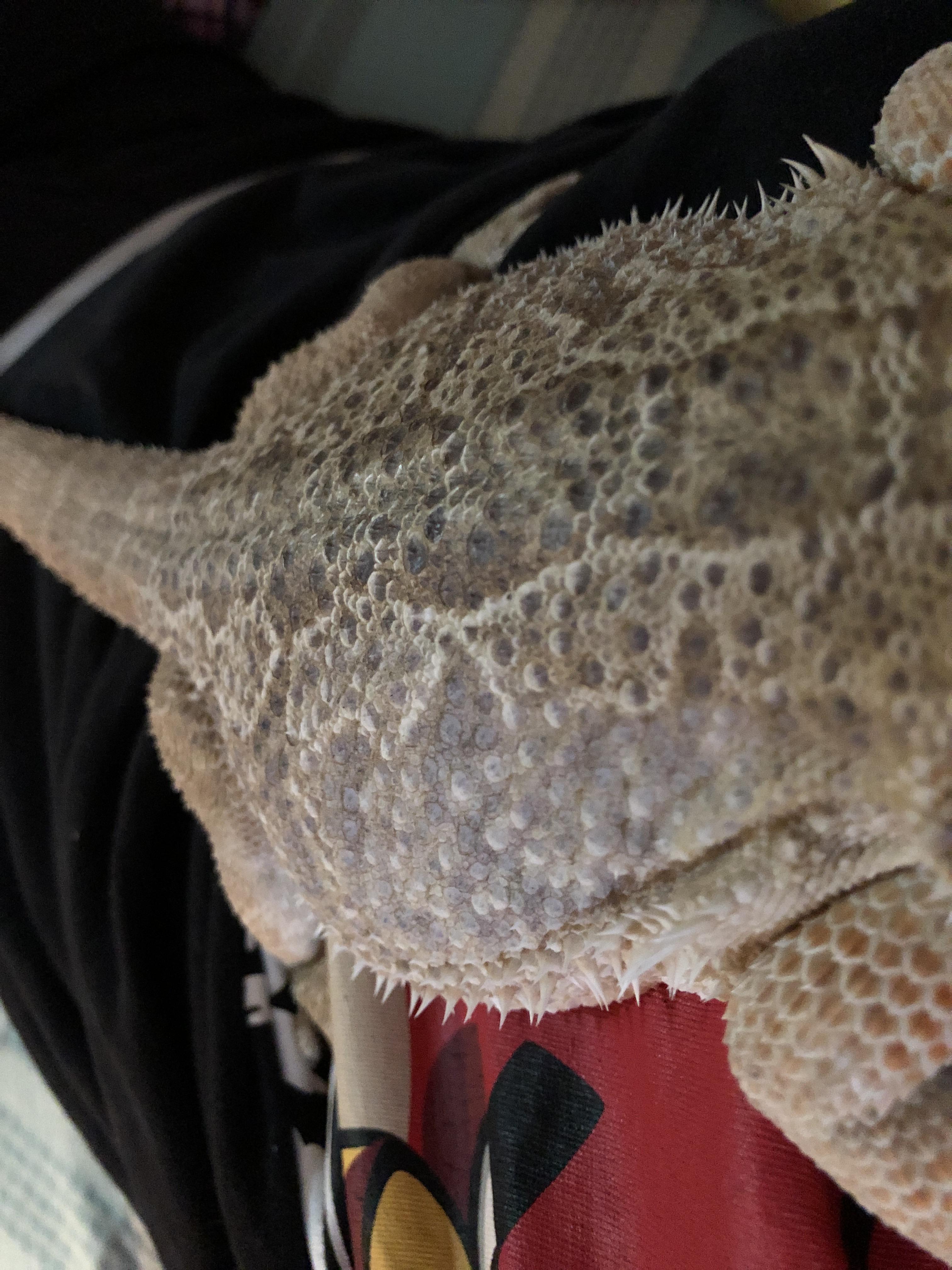 The bearded dragon has a strange pale spot on my back. He, she