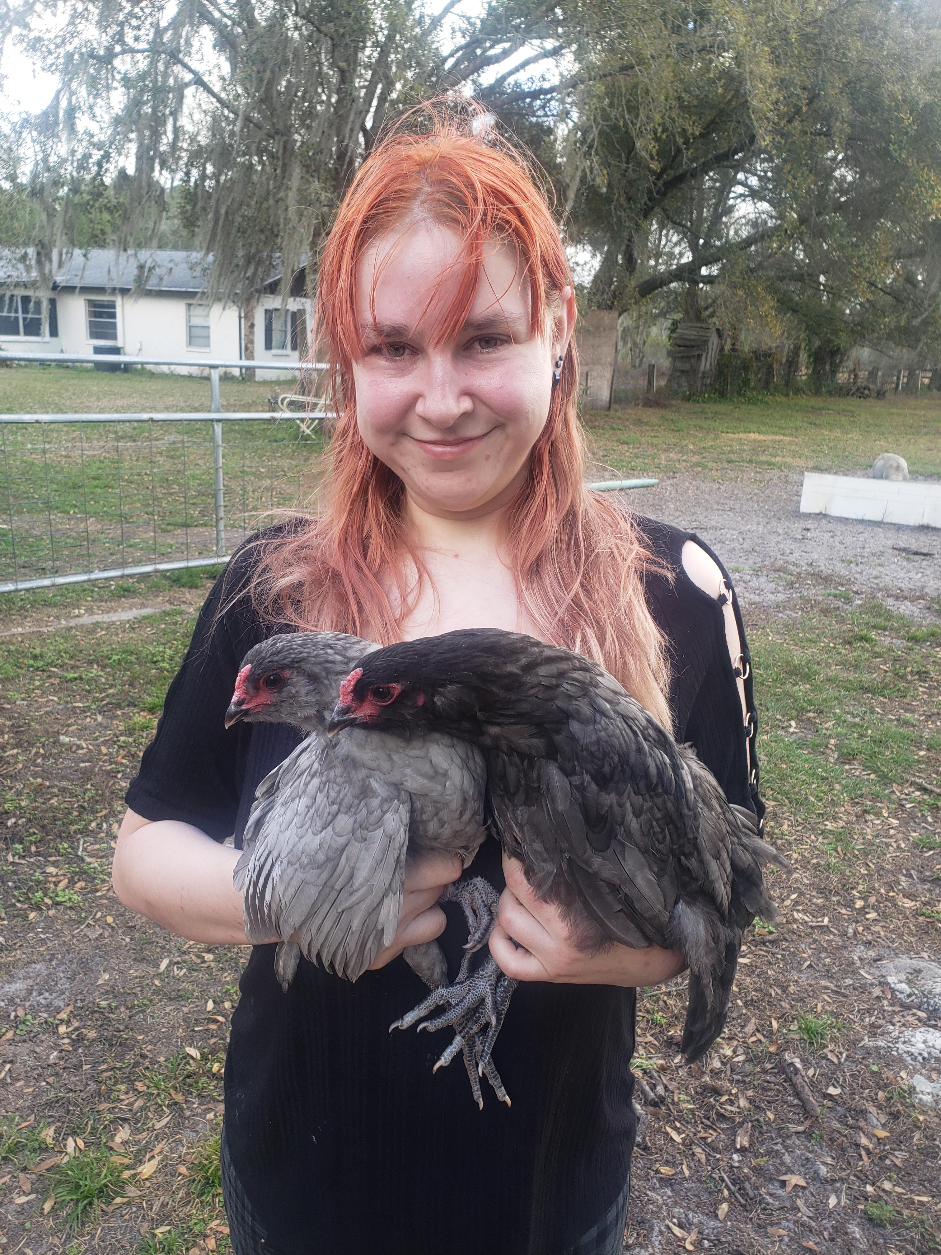 Just got my first chickens! BackYardChickens