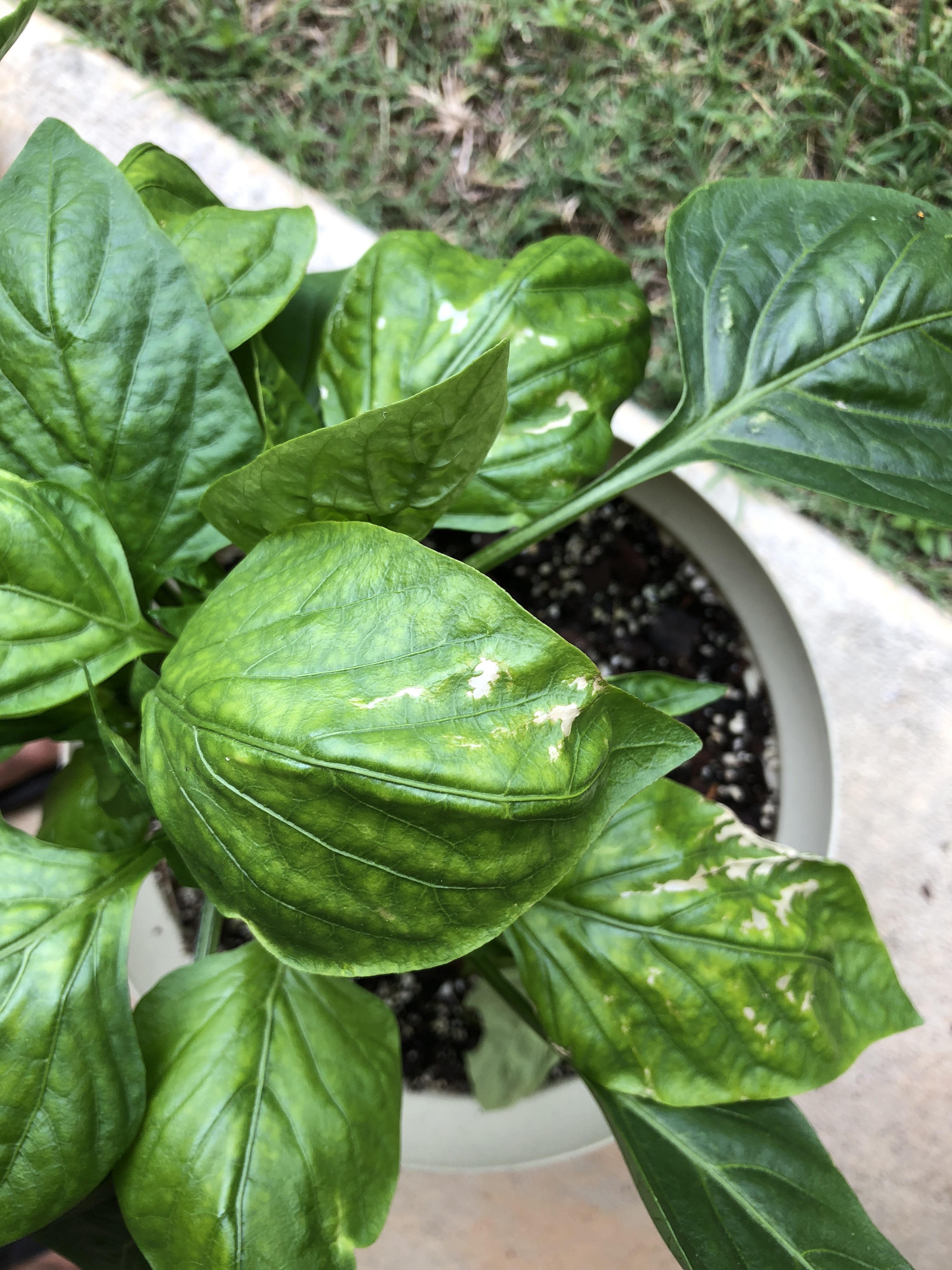 What’s causing this to happen to my pepper plants? (Part 2) r/gardening