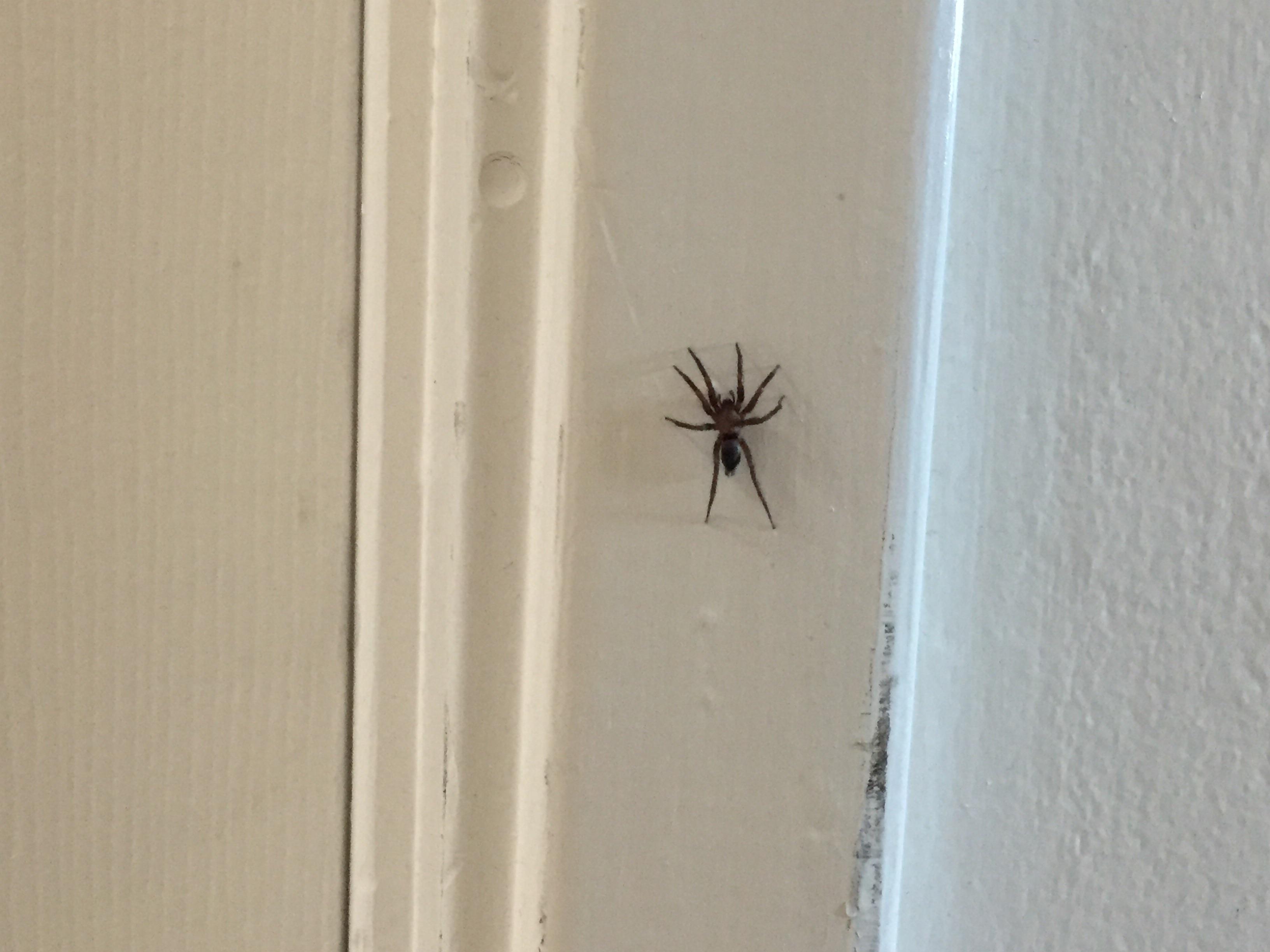 What type of spider is this? Its mediumsized, 1” diameter (I think