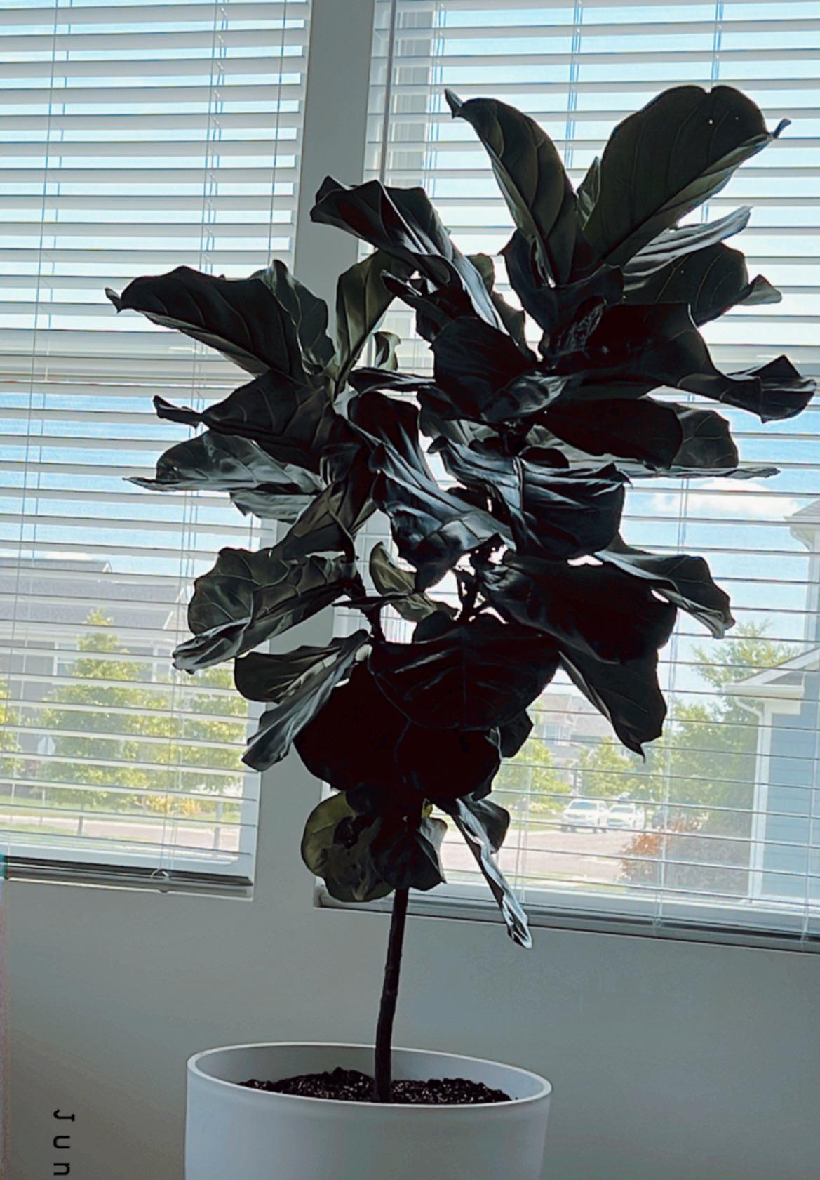 About two months ago I bought this fiddle leaf at Costco after seeing