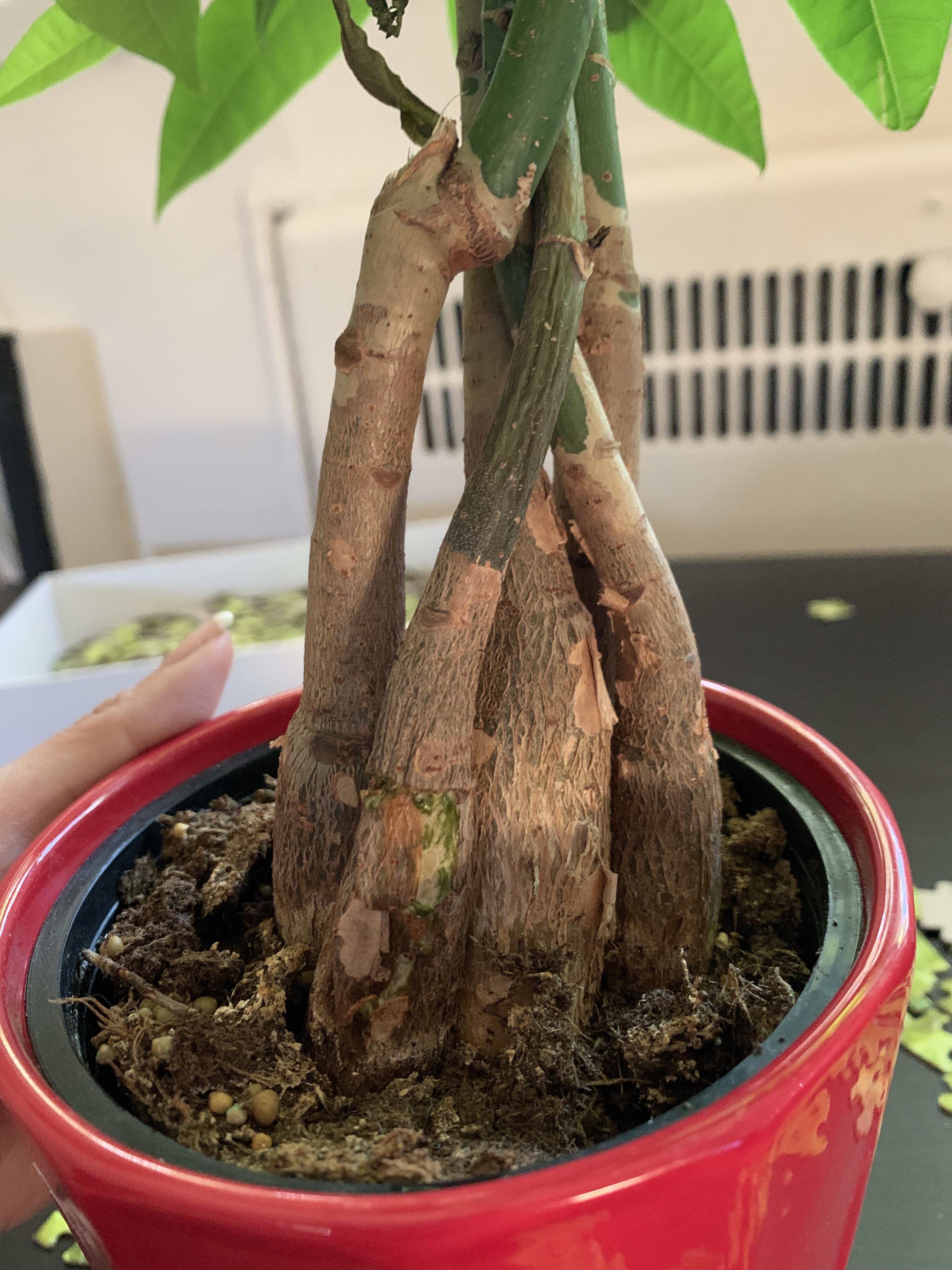 One of the trunks of my money tree is smushed, a clear sign of