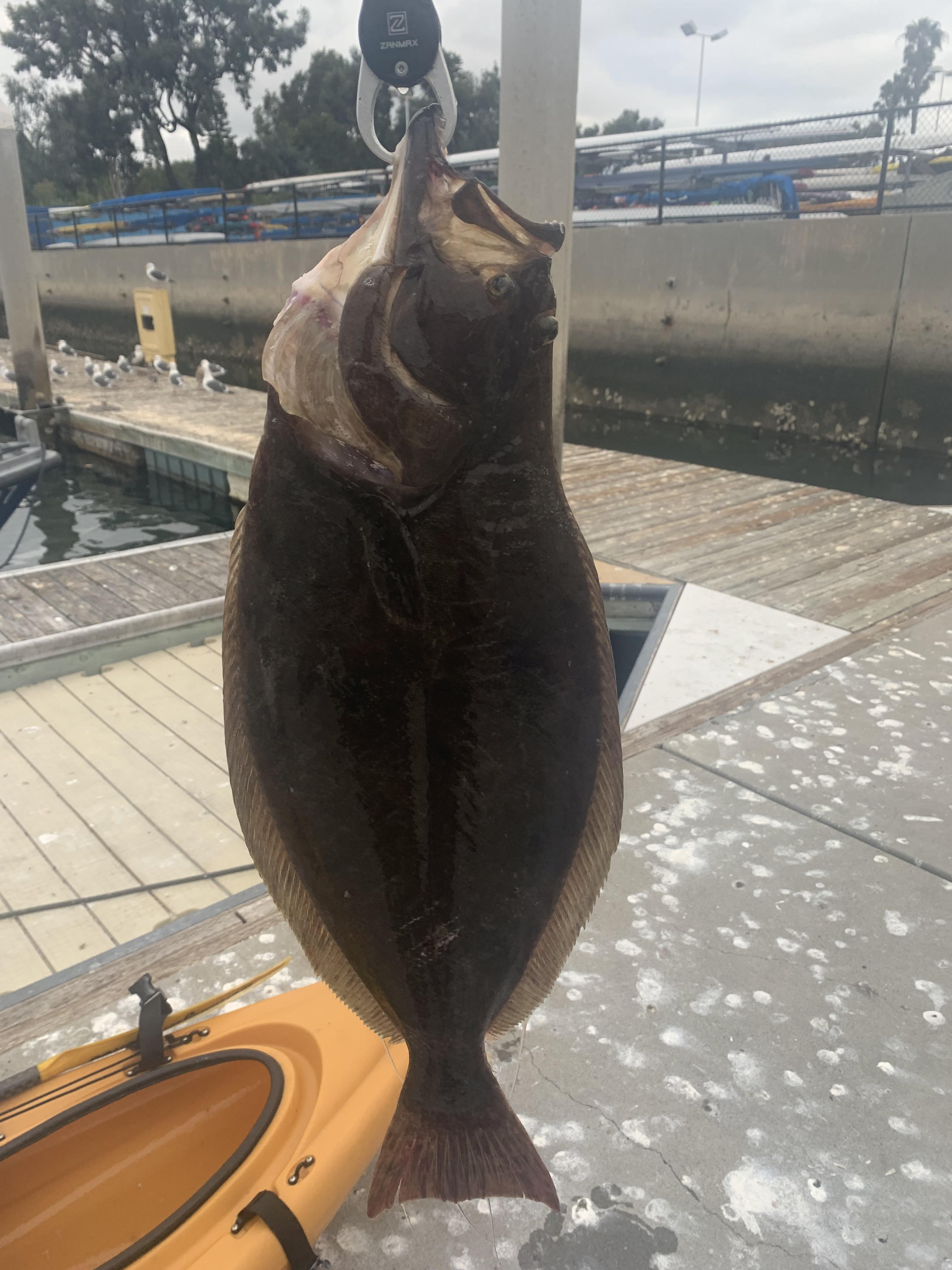 First legal California Halibut! Marina del Rey, CA r/kayakfishing