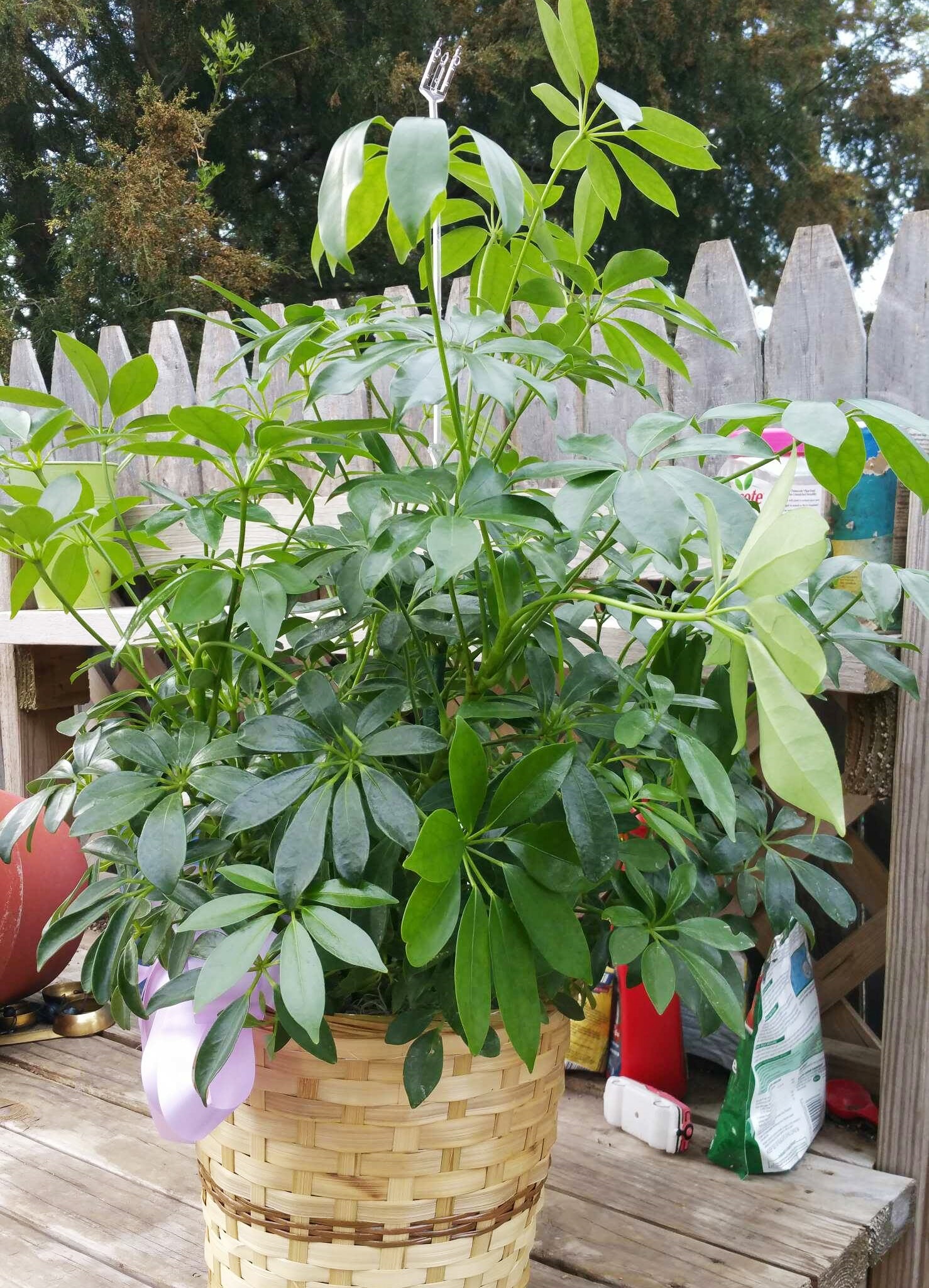 I was told it's an Umbrella Plant. Can I plant in the ground or keep it