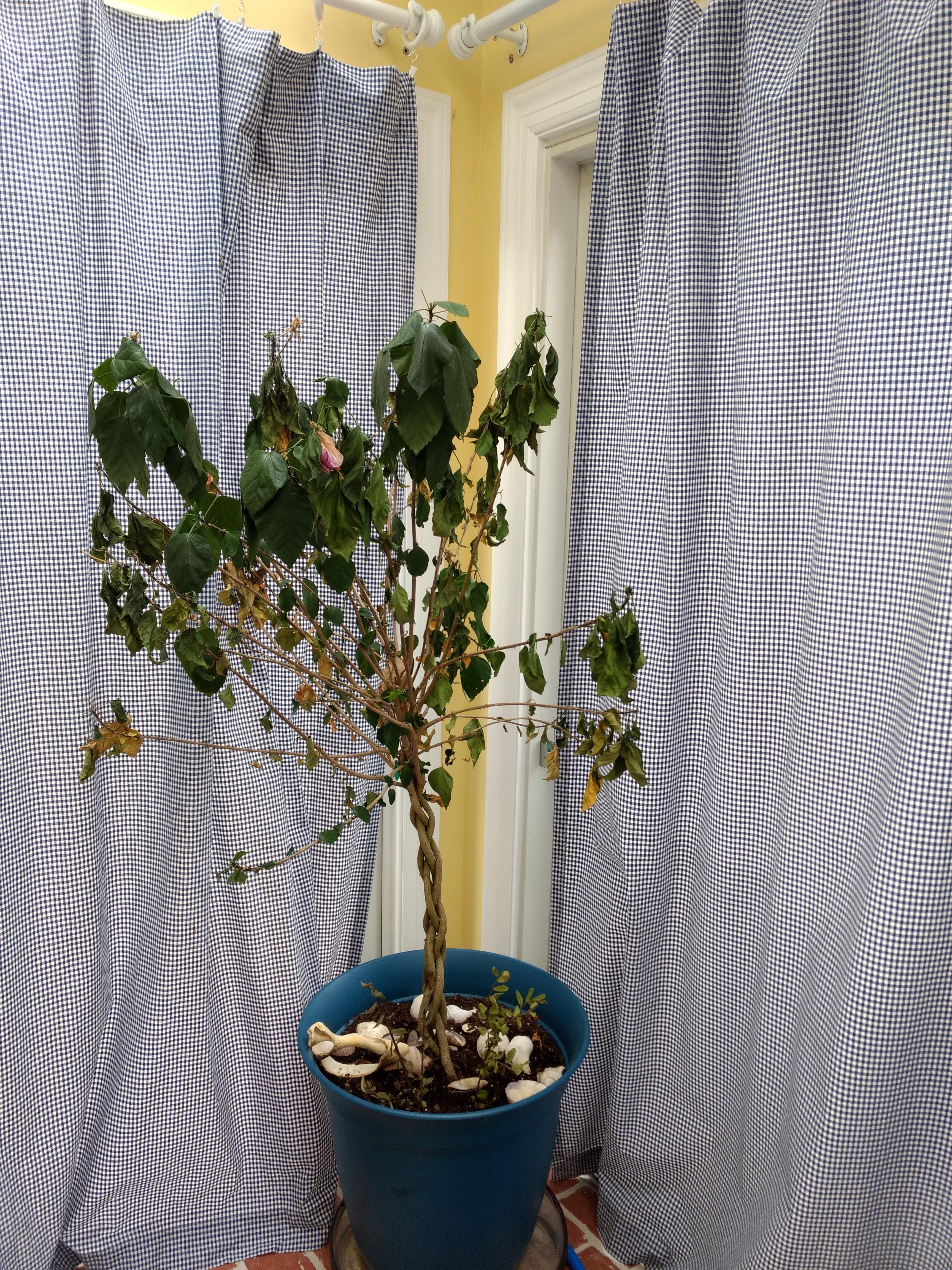 Need help please! My hibiscus tree has been indoors for months now (I