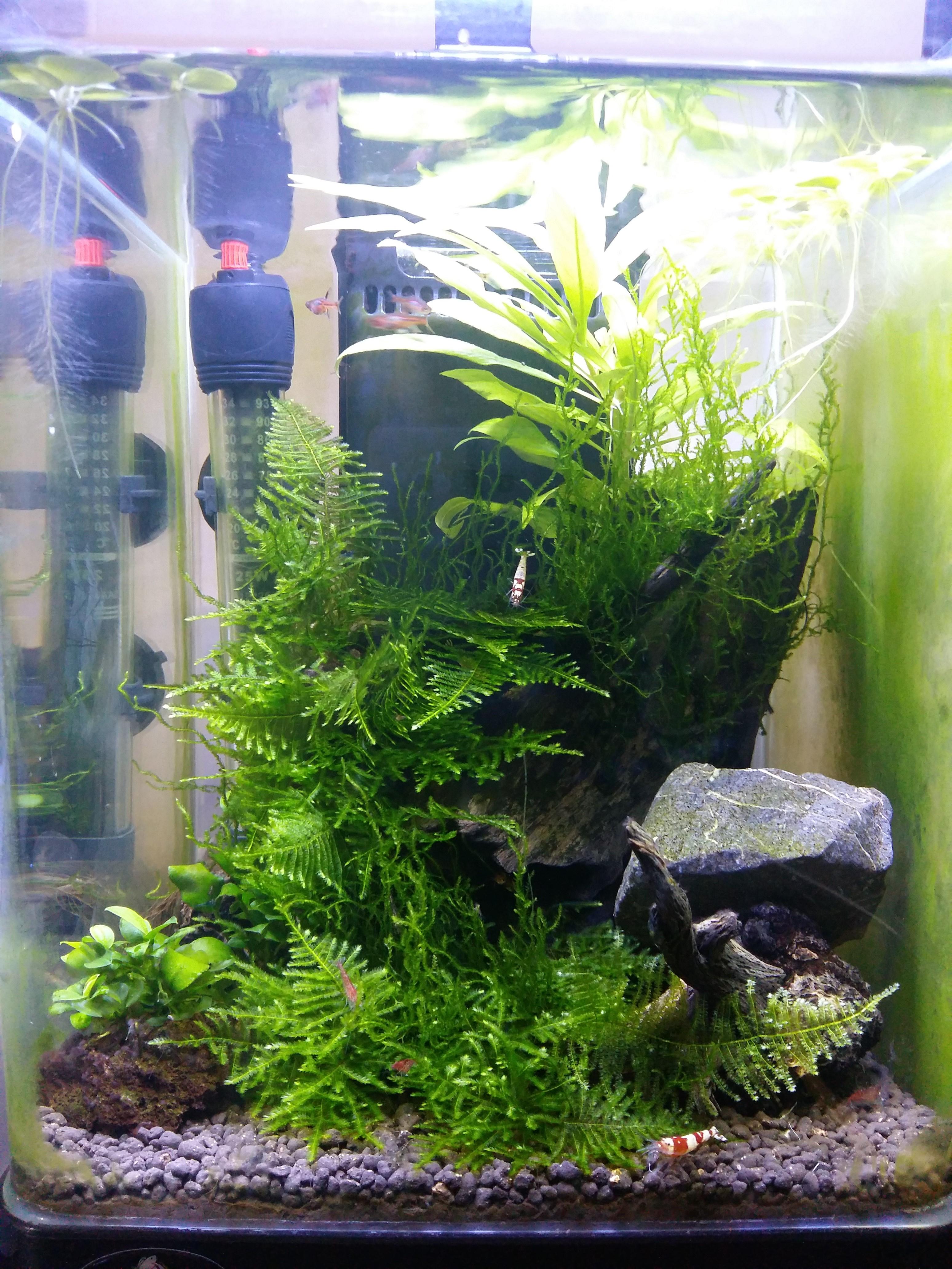 My desktop tank r/Aquariums