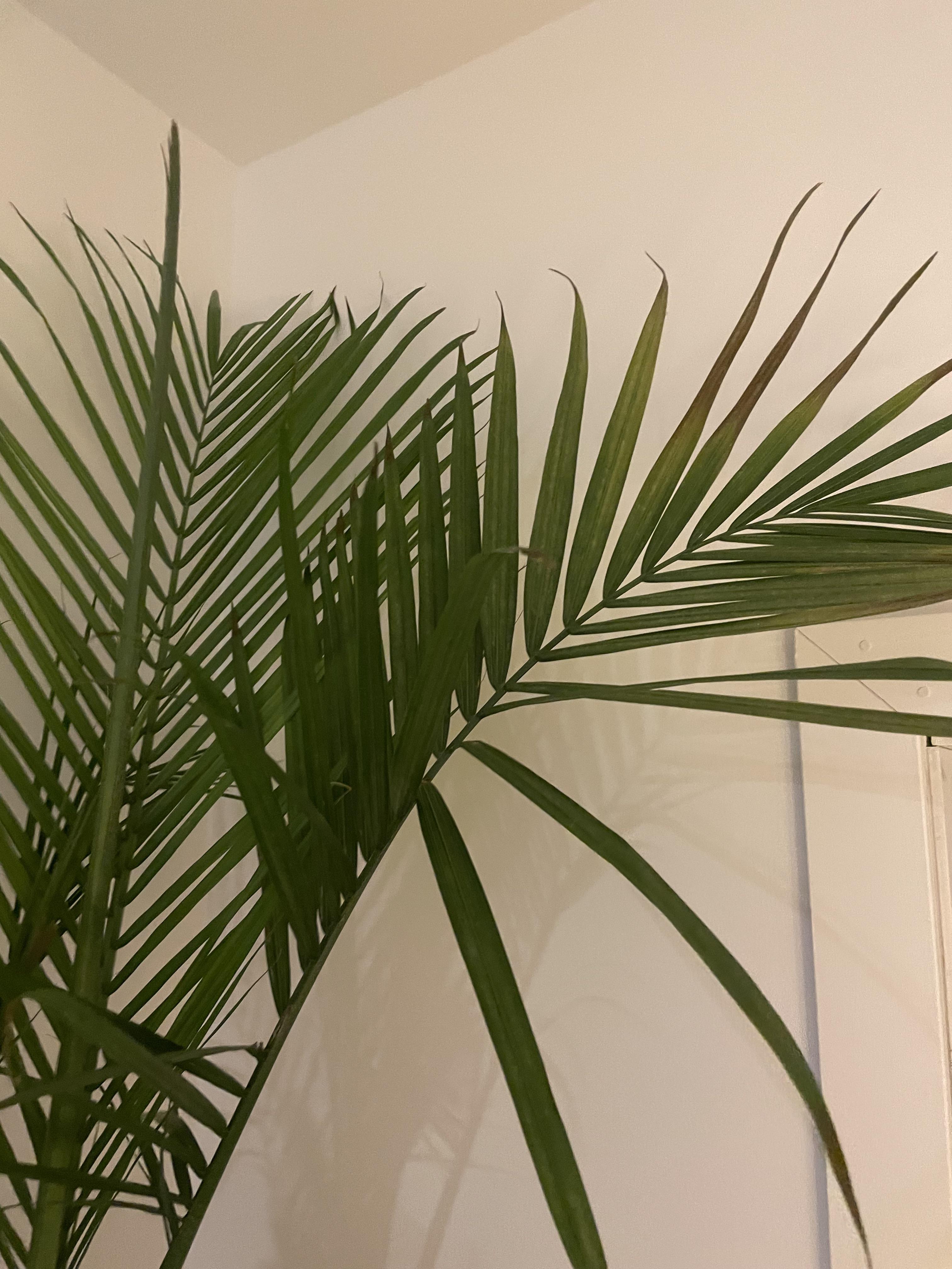 Not sure why my palm plant is getting brown on the ends only. I water