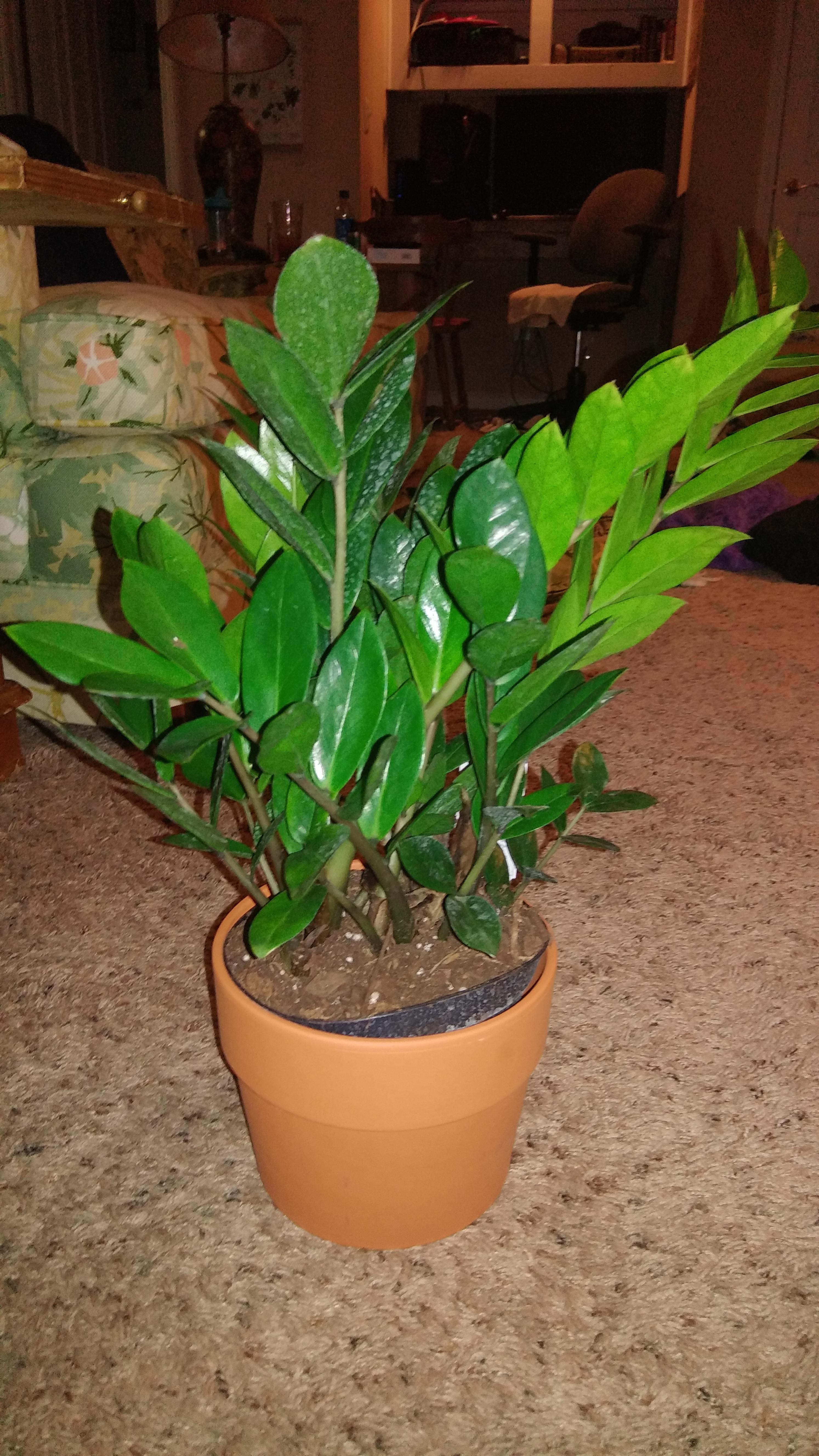 Found this lovely ZZ plant at Kroger today. It's bursting out of the