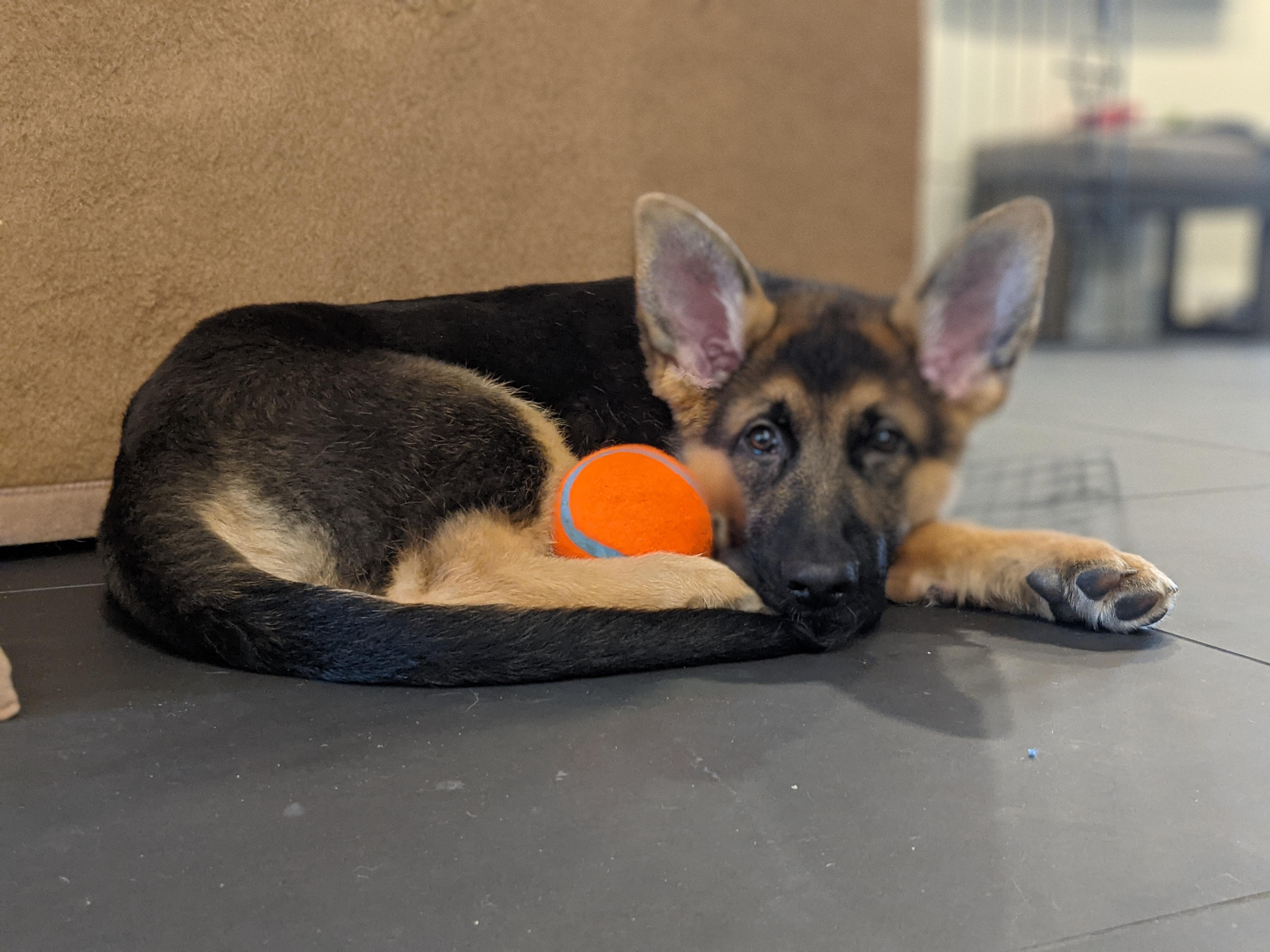 What are the best backpacks for german shepherds? He's 4 months old now