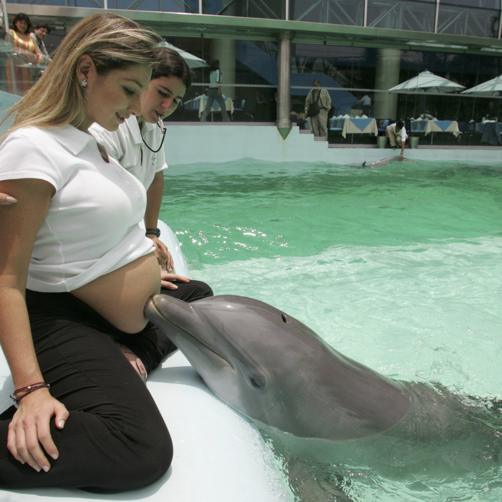 Dolphins love interactin with pregnant women because they communicate