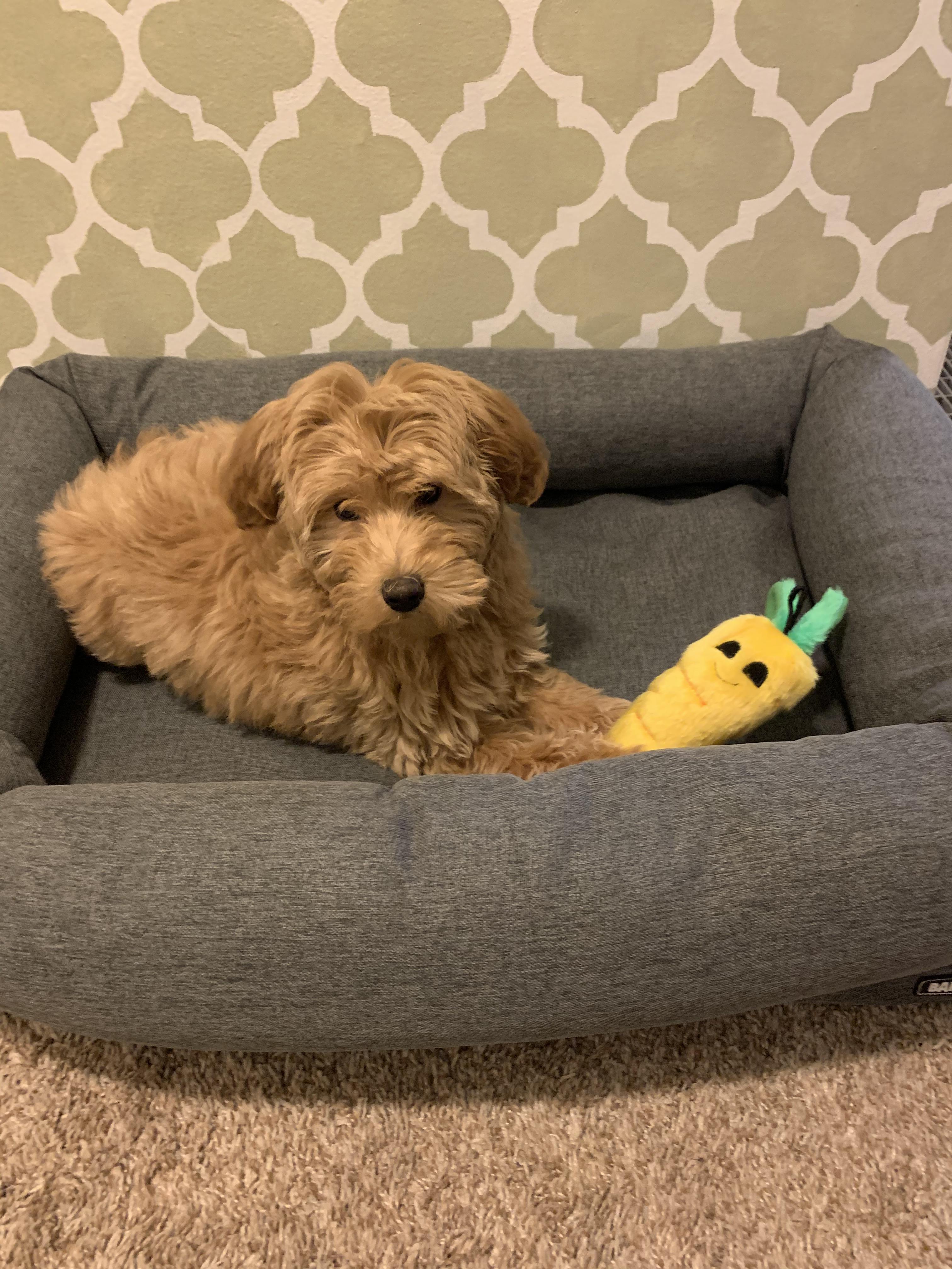 Name ideas for this mini goldendoodle girl r/NameMyDog