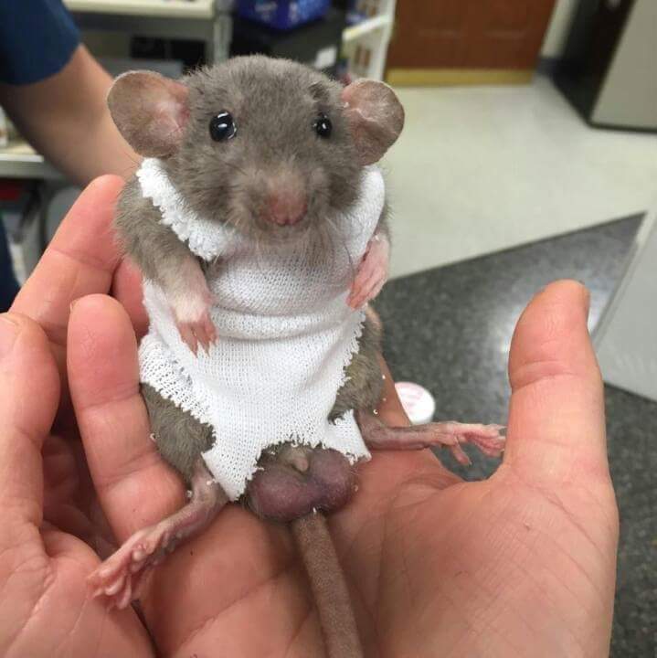 This rattie had surgery and recieved a post surgery vest😭 my heart 😍🐀
