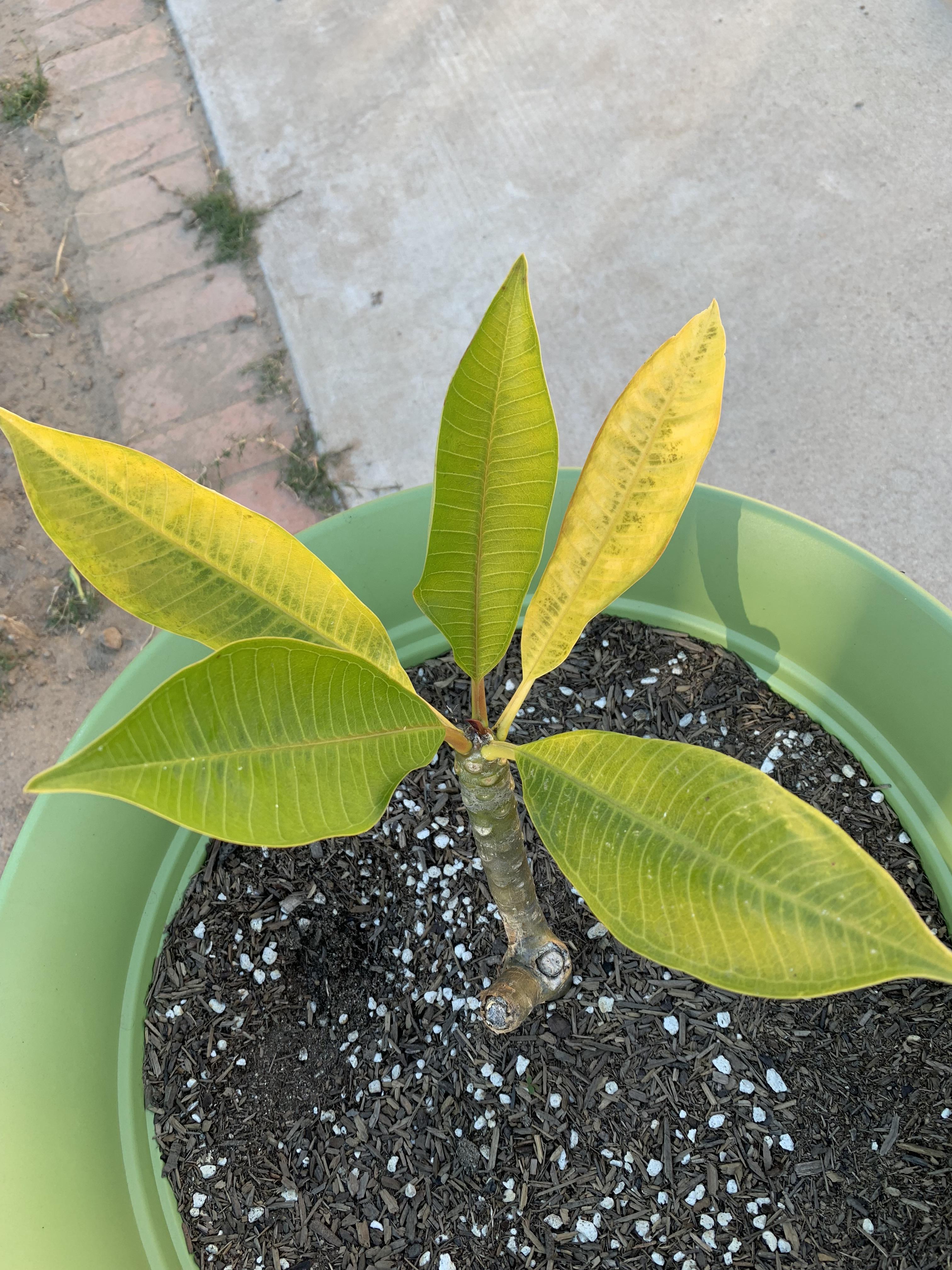 Plumeria leafs start off nice and green, then turn yellow and fall off