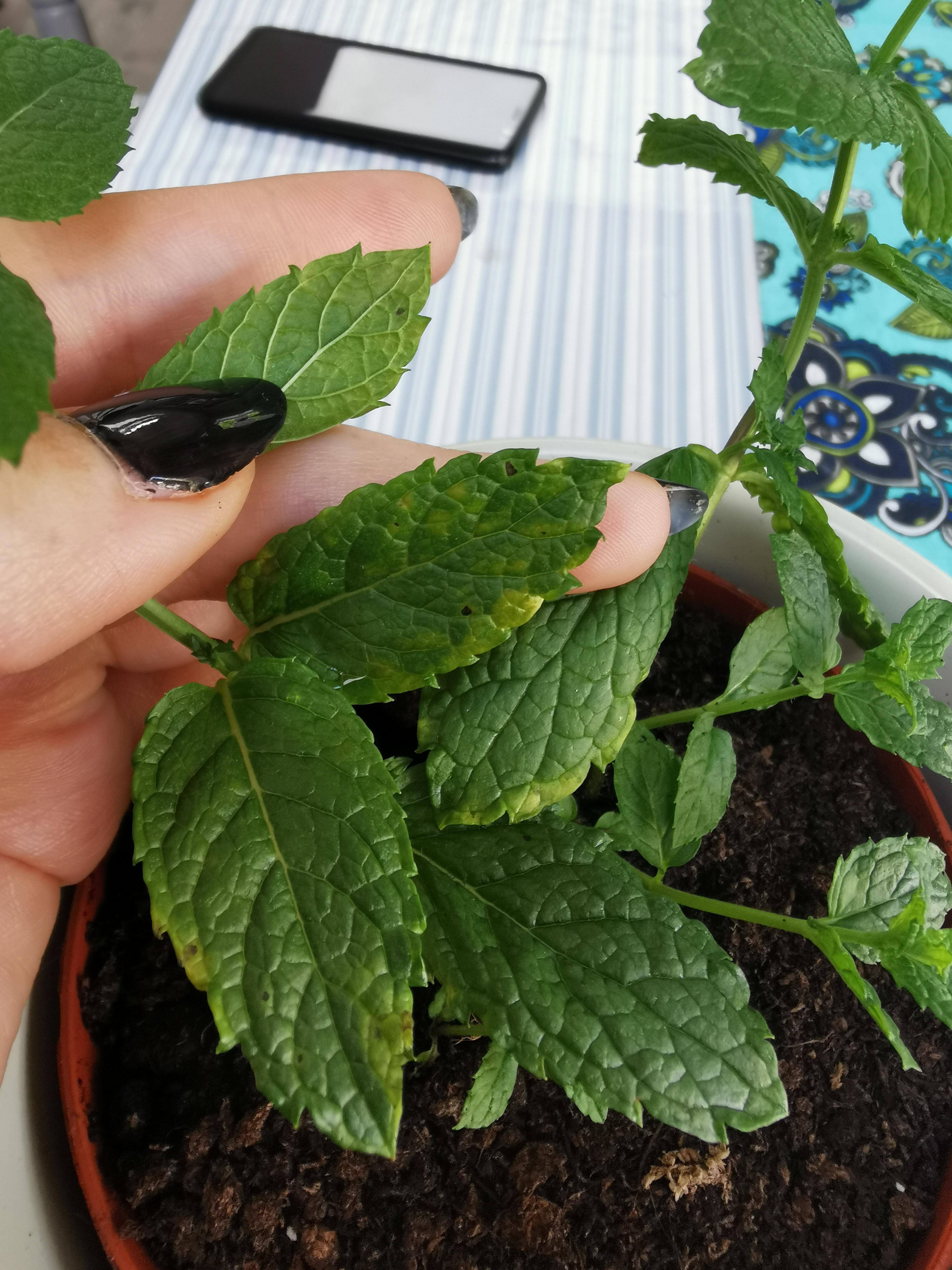 Should I just chuck this mint plant out? Mother plant had what I