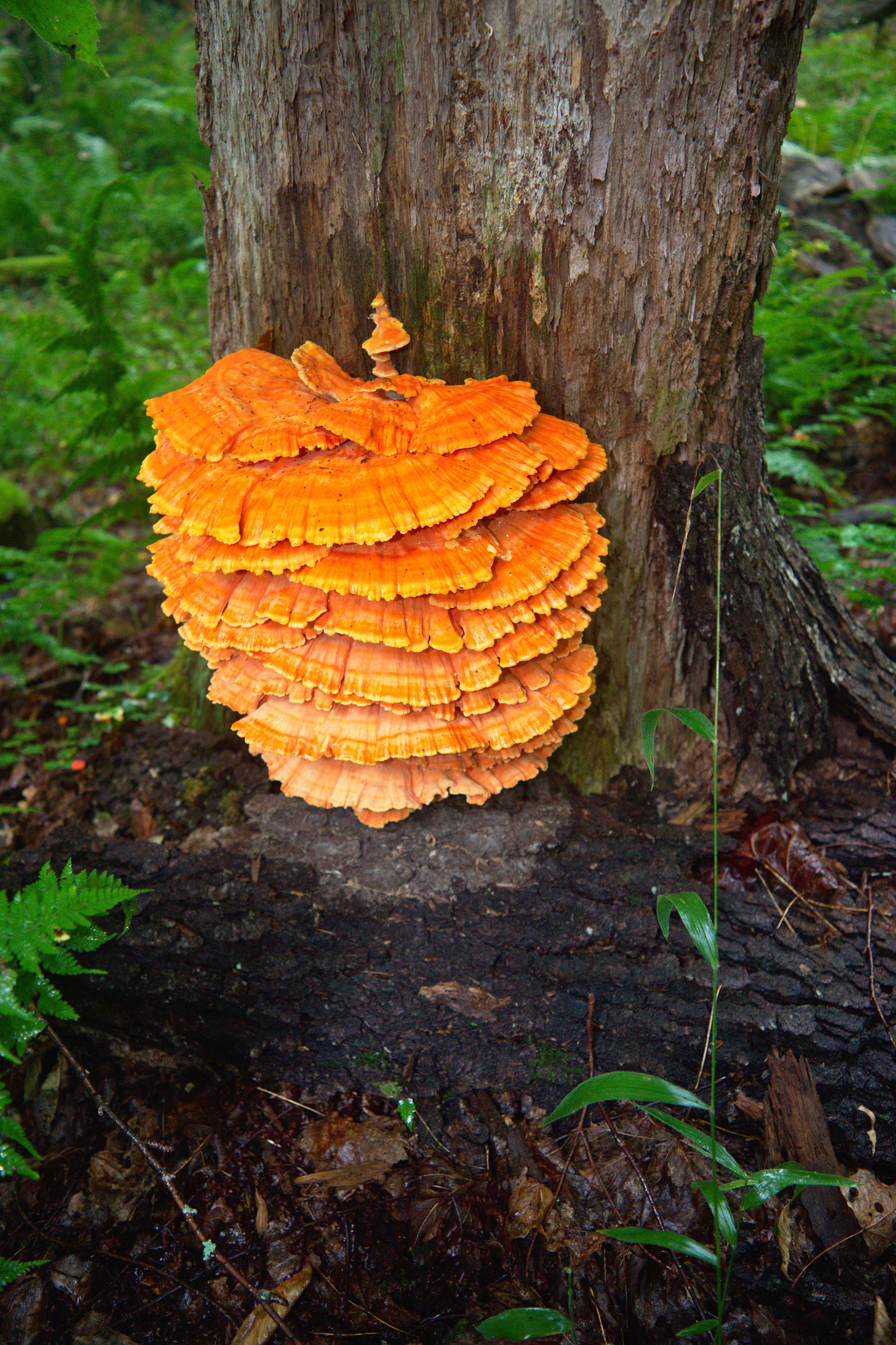 ChickenoftheWoods Cranberry Lake, NY [OC] [4000x6000] r