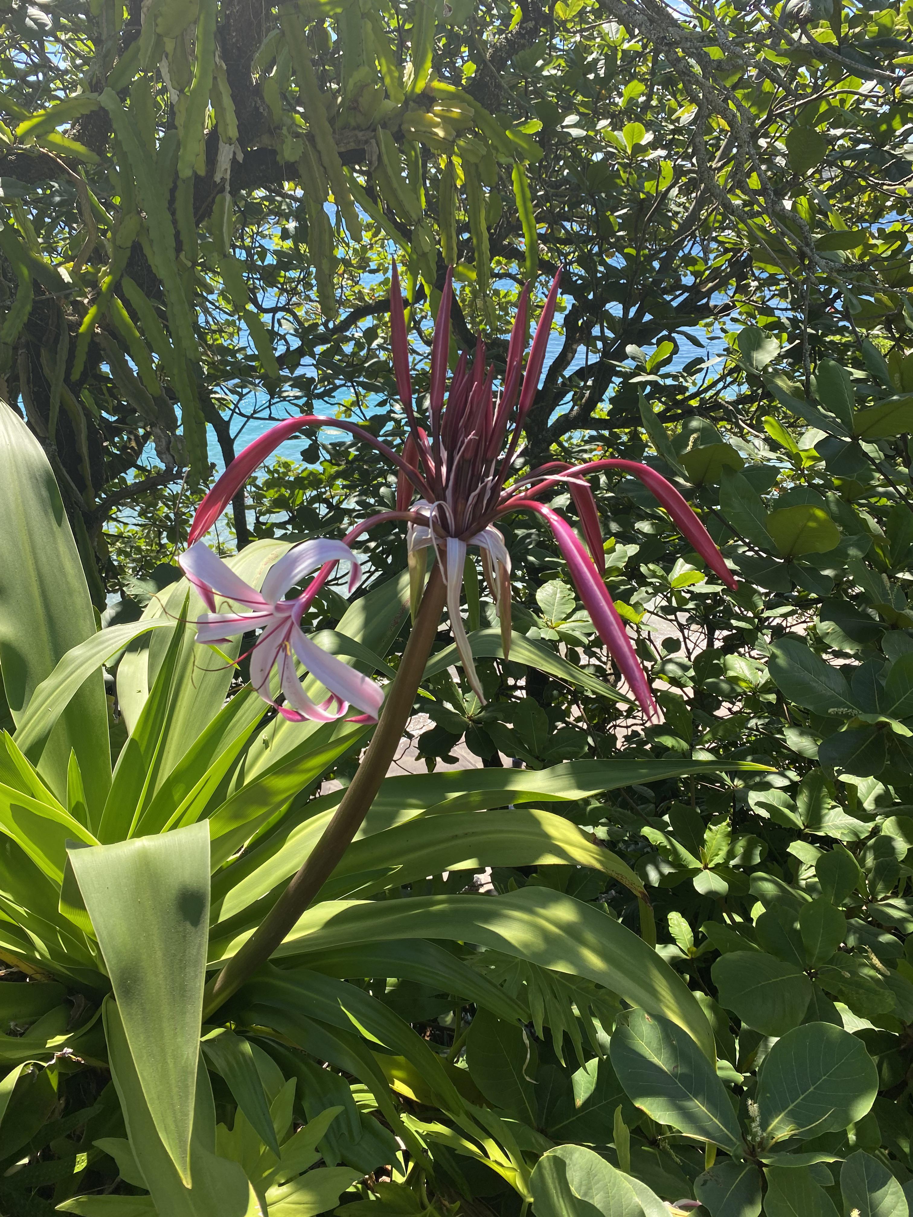 Found this lovely flower on Maui r/whatsthisplant