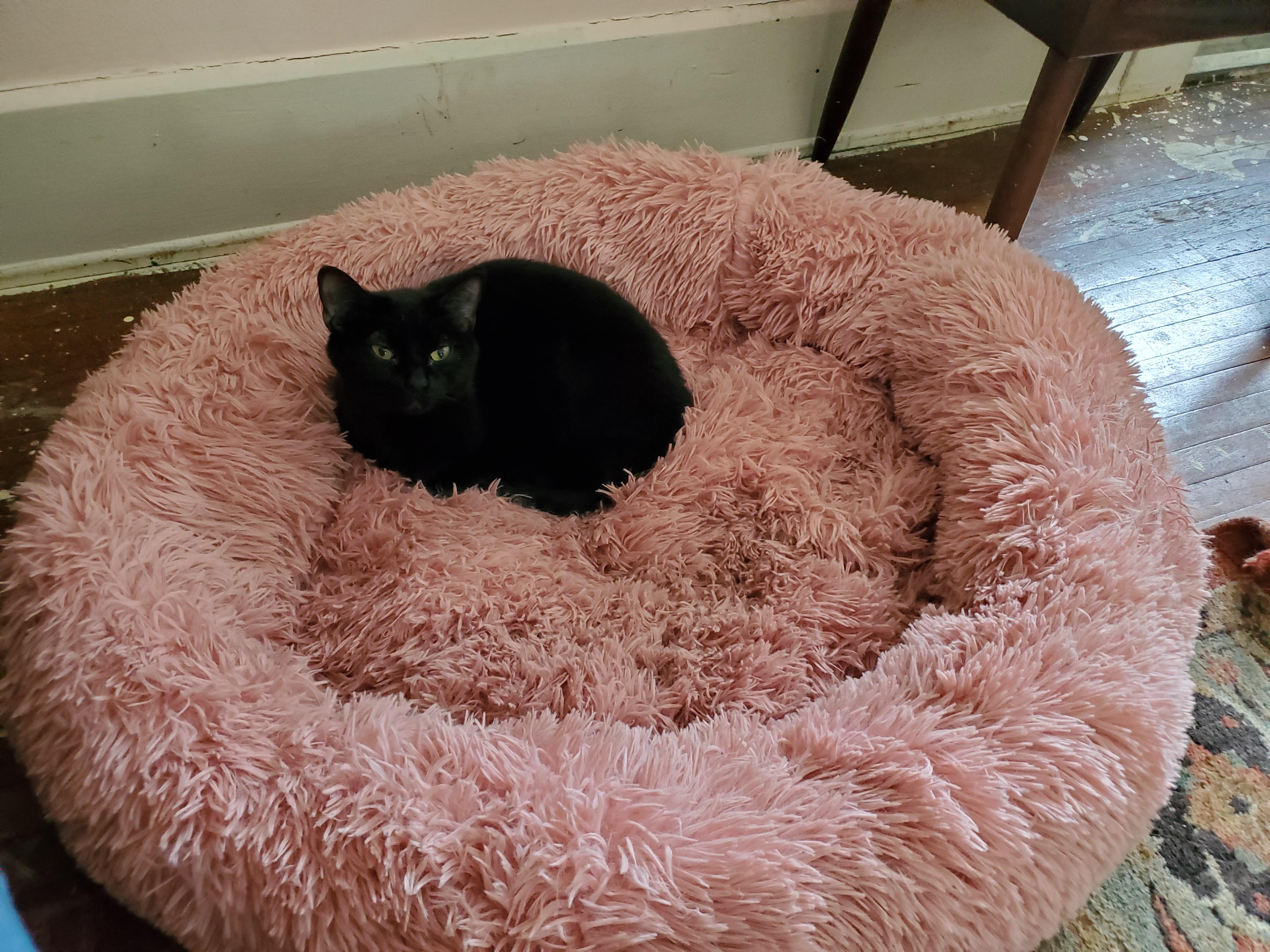My dog doesn't get to use her bed much... r/cats