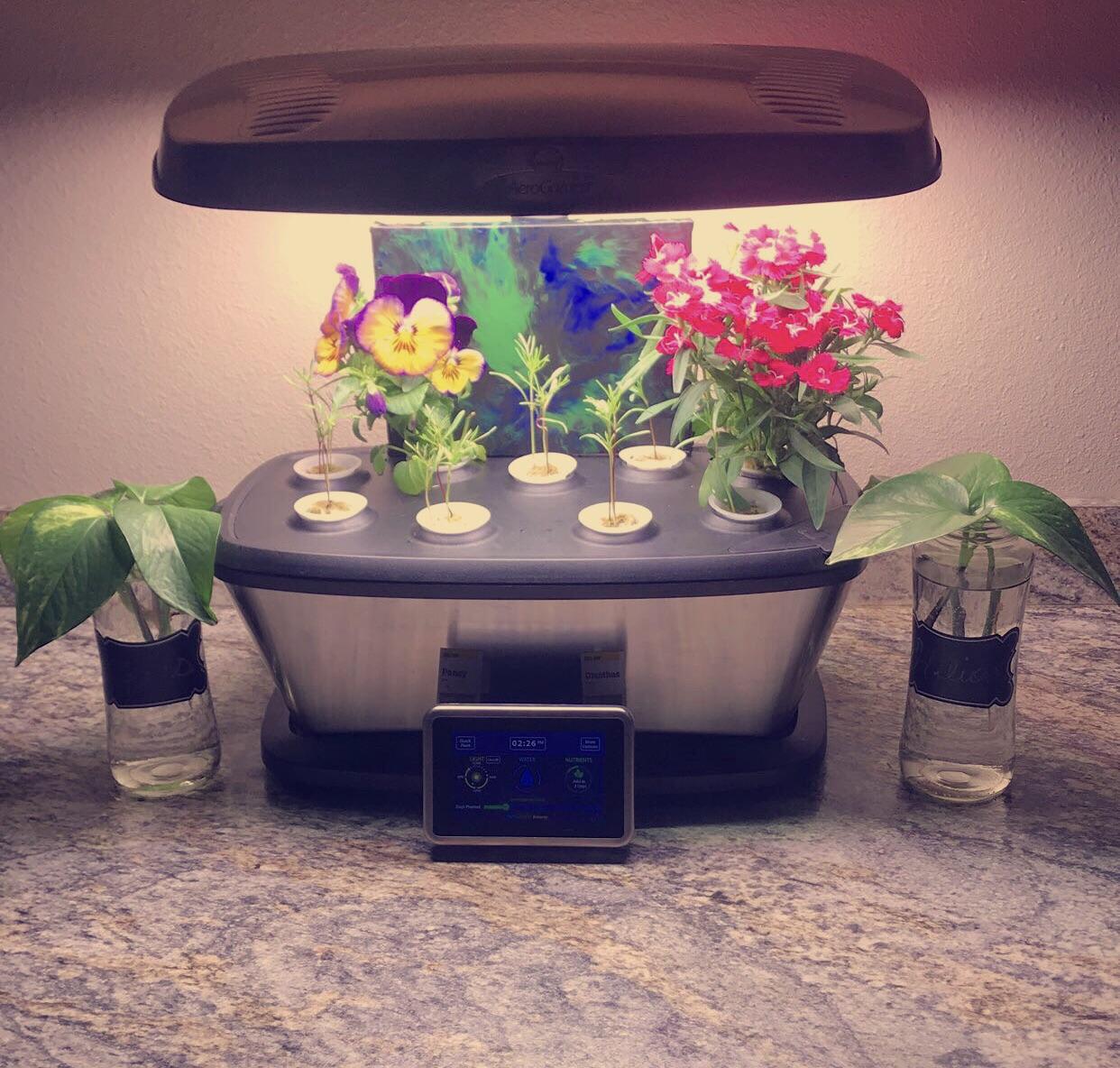 My first little flower garden. Pansies, Dianthus & Wild flowers 🌸 r