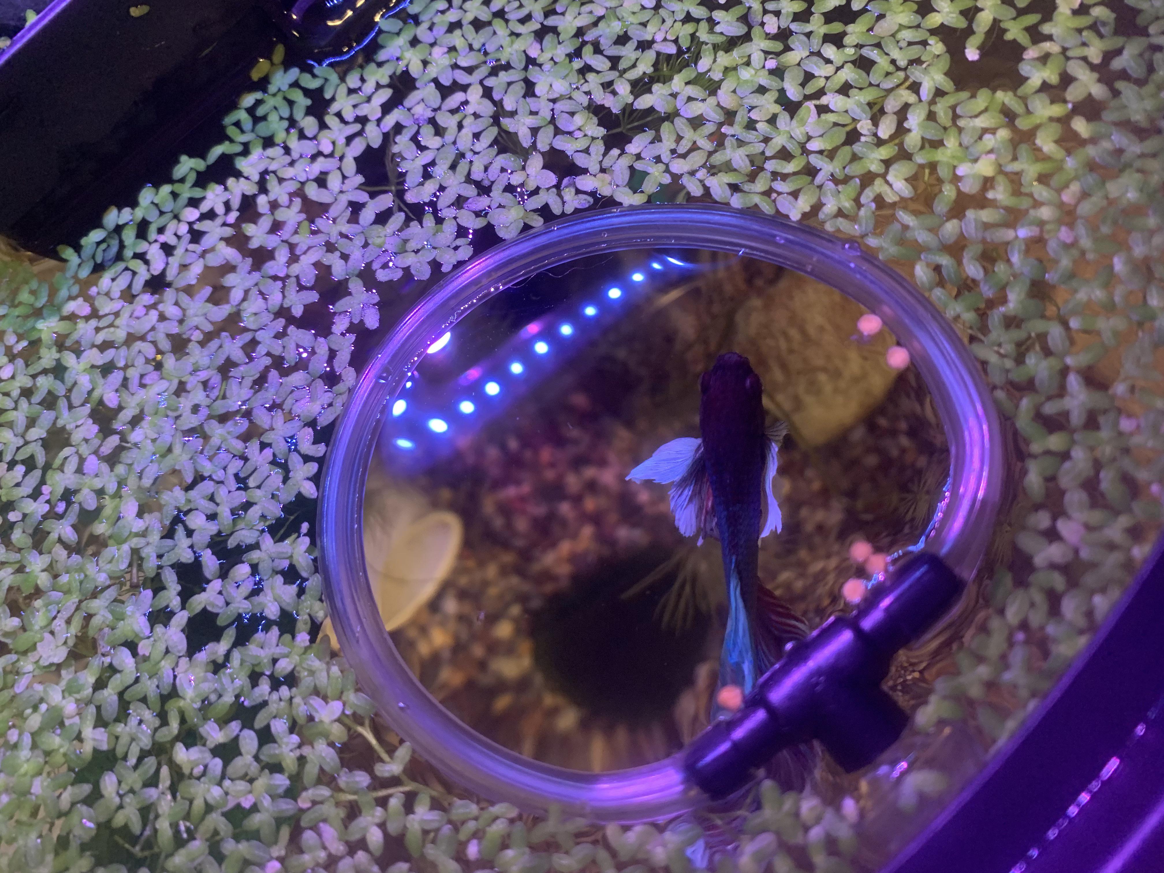 DIY feeding ring for all that duckweed r/bettafish