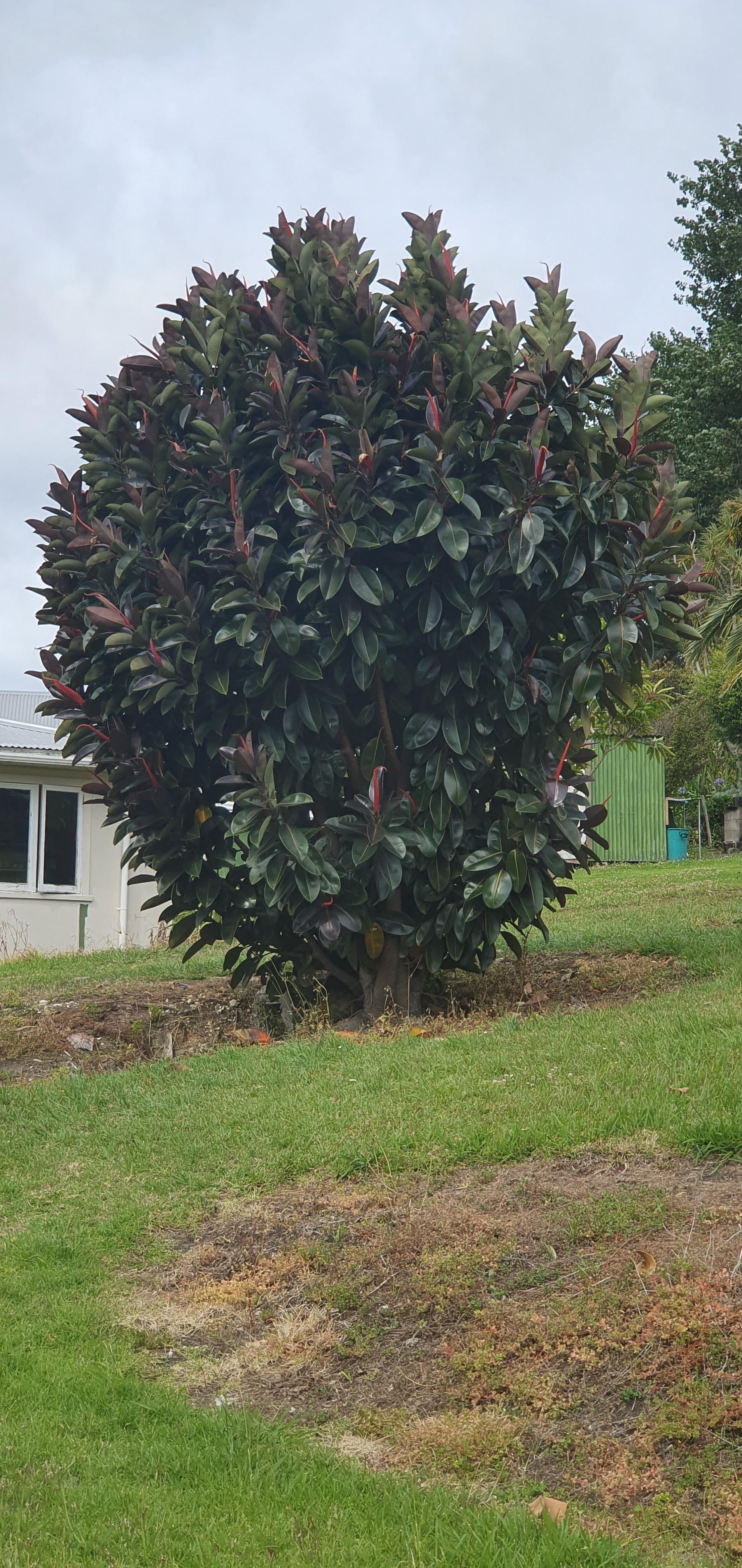 Burgundy Ficus elastica (rubber tree) Whangarei, New Zealand r