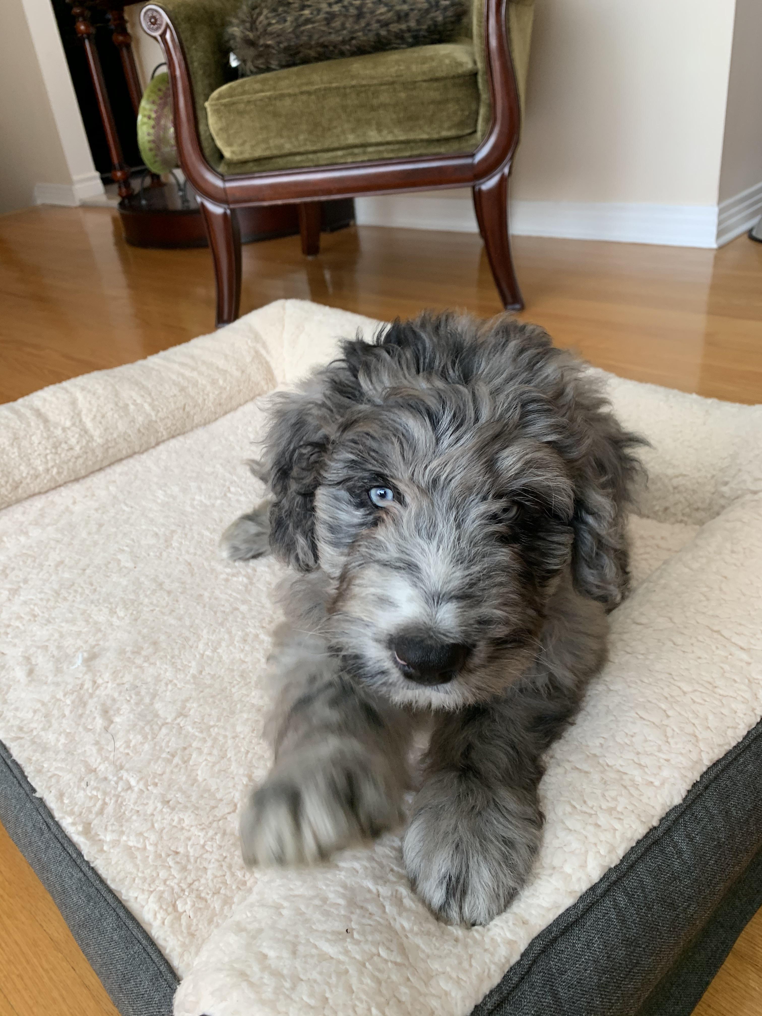 10 week old F1 Bernedoodle puppy! Any guesses on if he’ll be wavy or