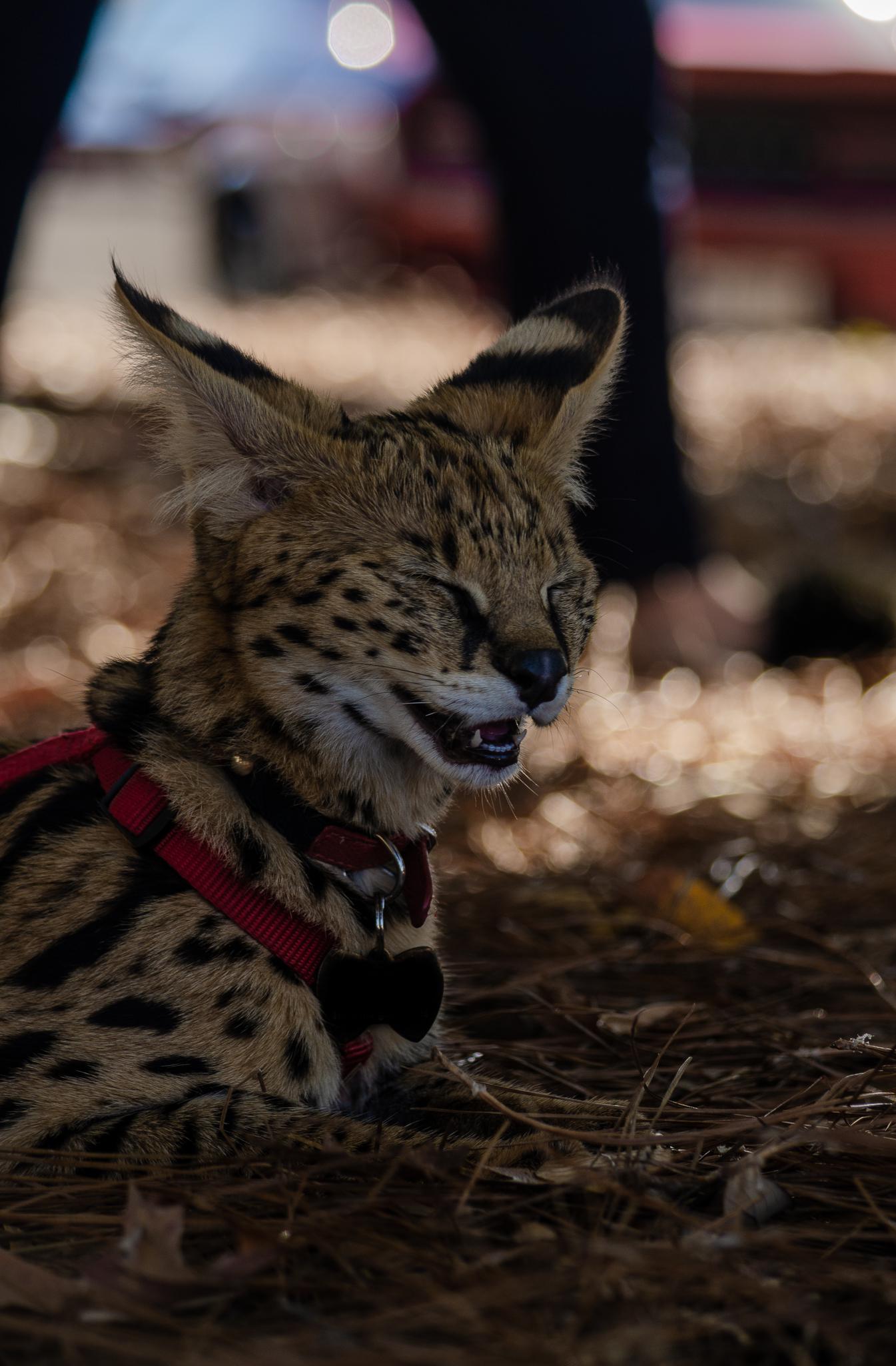 Got to meet my first serval ever today! Credit to sorenserval on