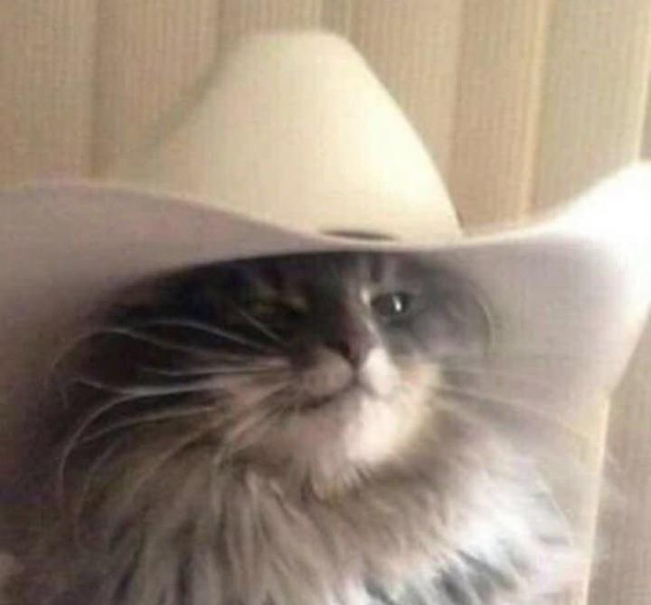 cowboy cat in a cowboy hat r/meme