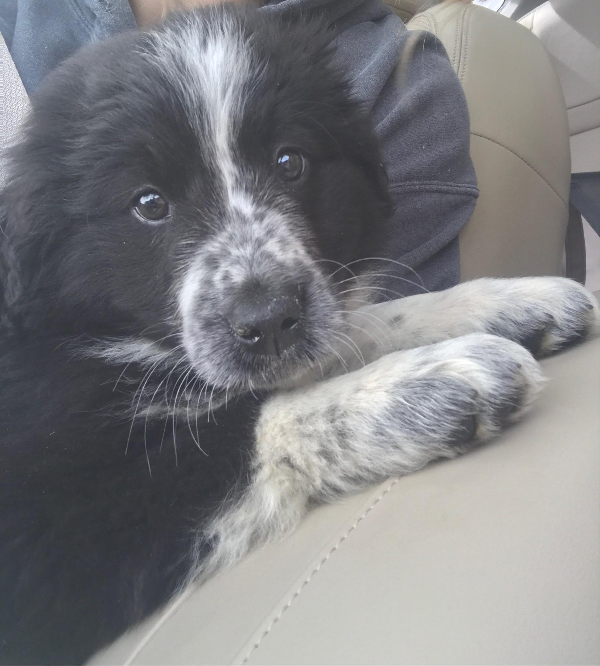 We need a name! It's our first dog and she's a cutie. She is a border