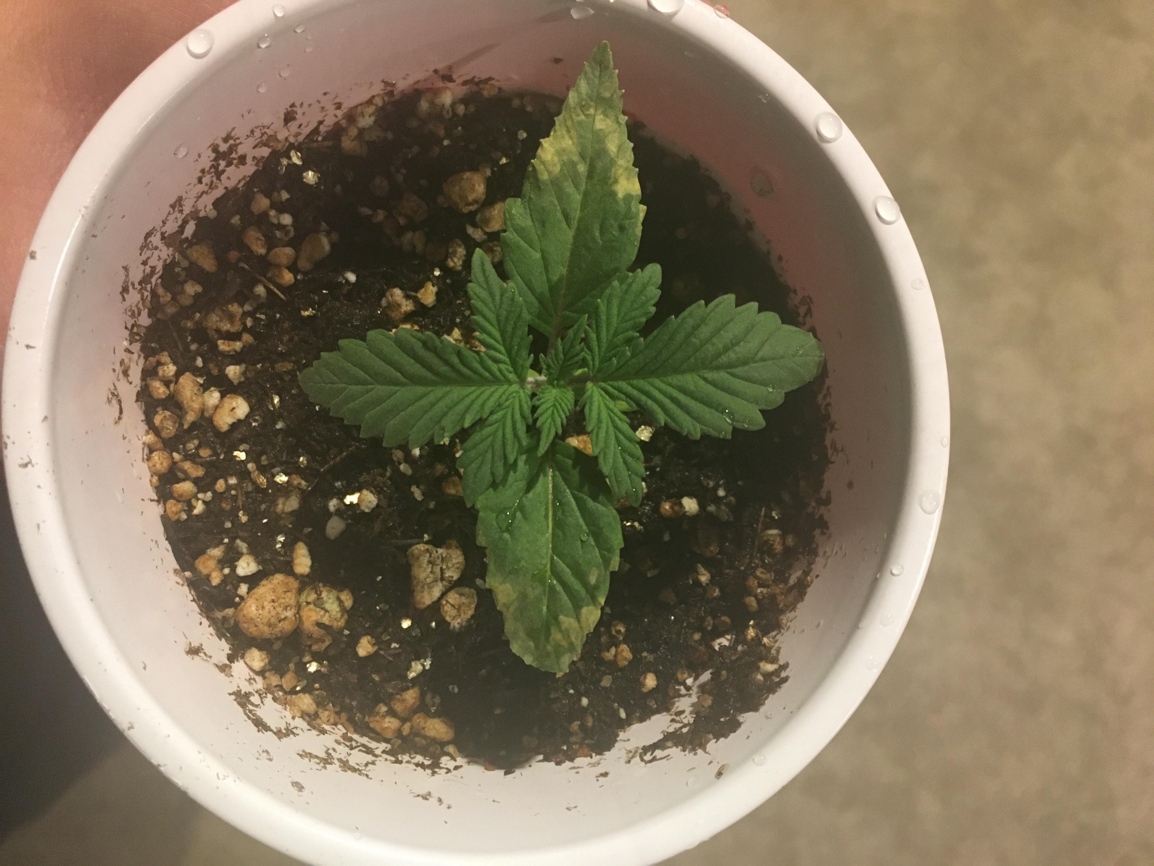 Why is my plant getting yellow spots? r/NanoGrowery