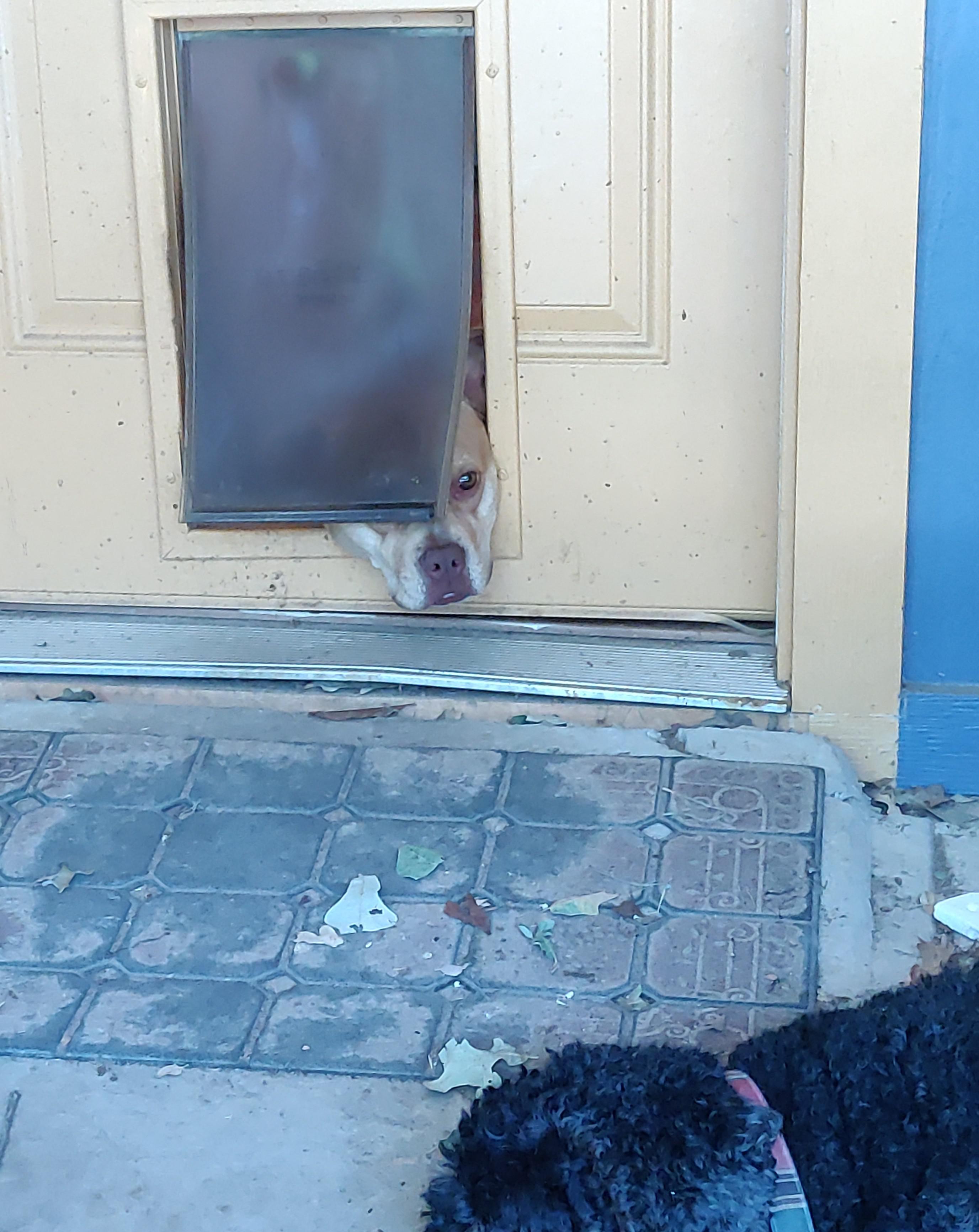 My dog wanting air conditioning and to be part of the conversation r/Eyebleach