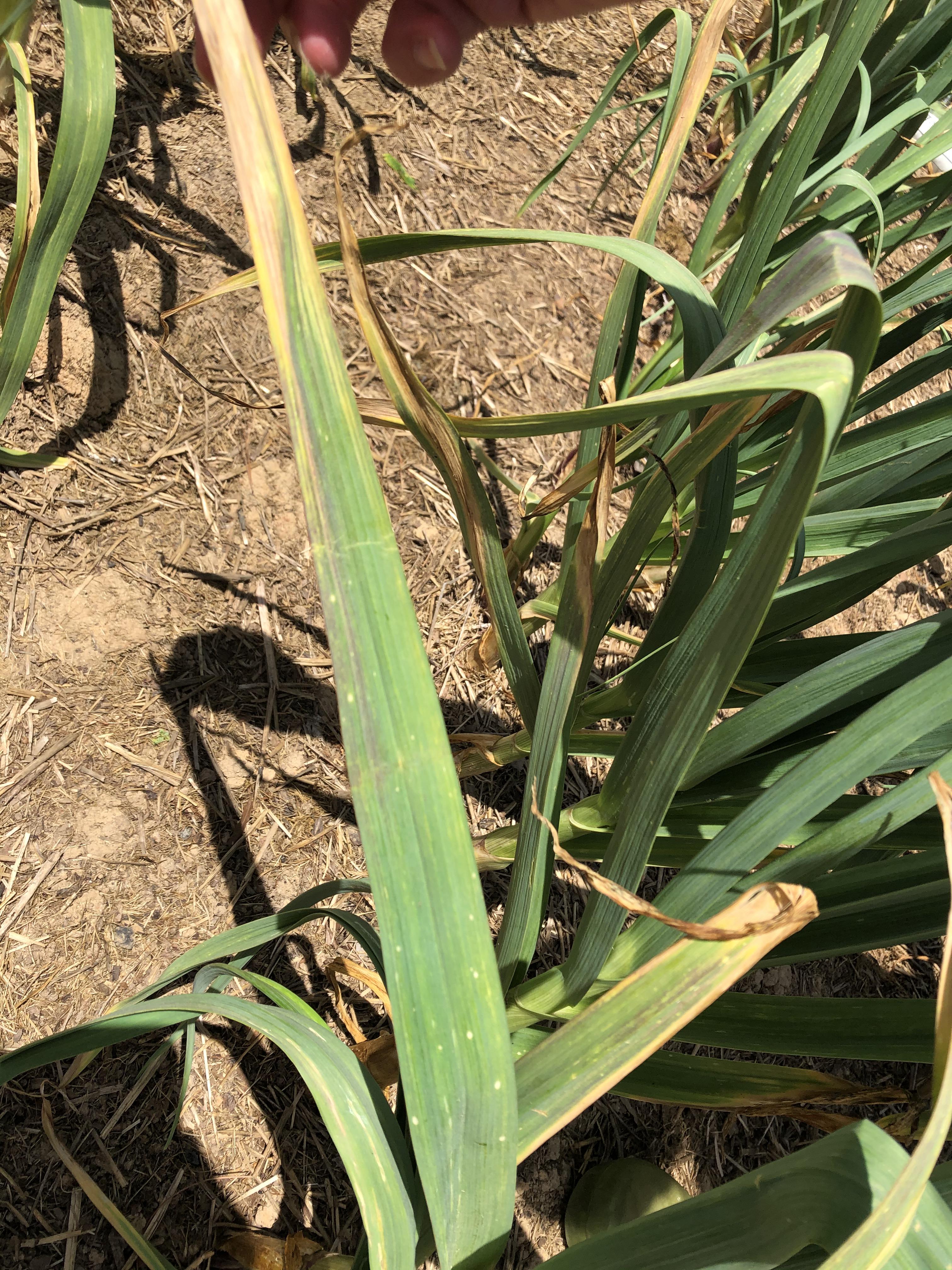 Not looking so good tips of leaves dying and spots lower down any