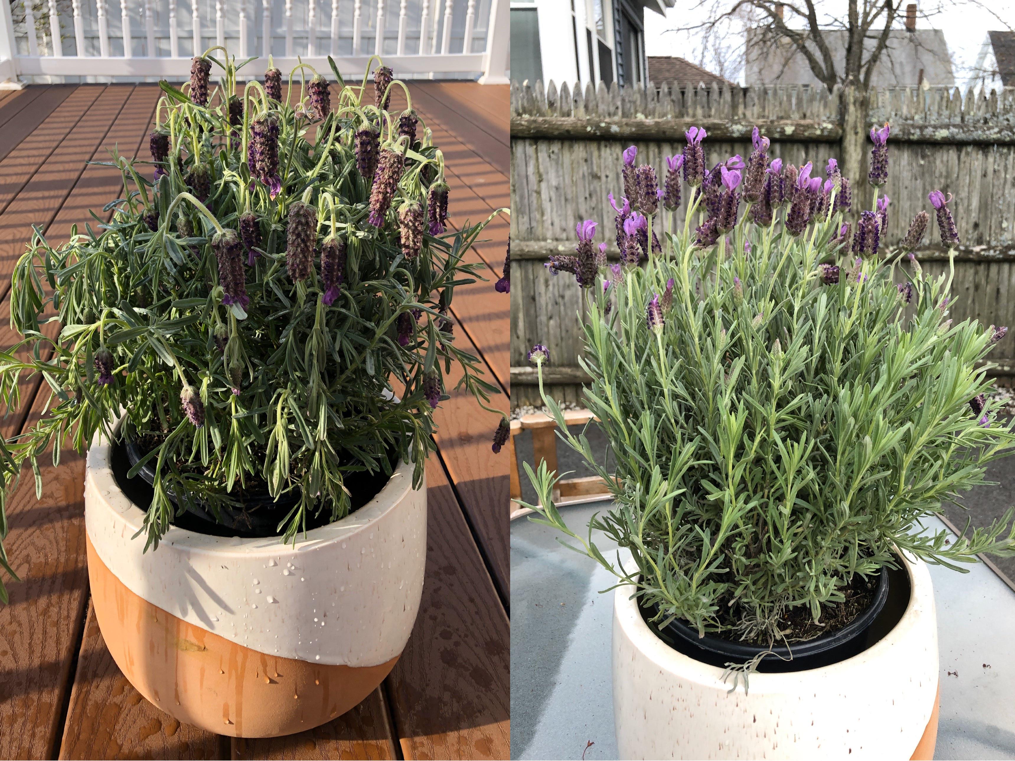 1. Should I repot my new lavender plant? 2. How do I get through winter in zone 6b? (more in