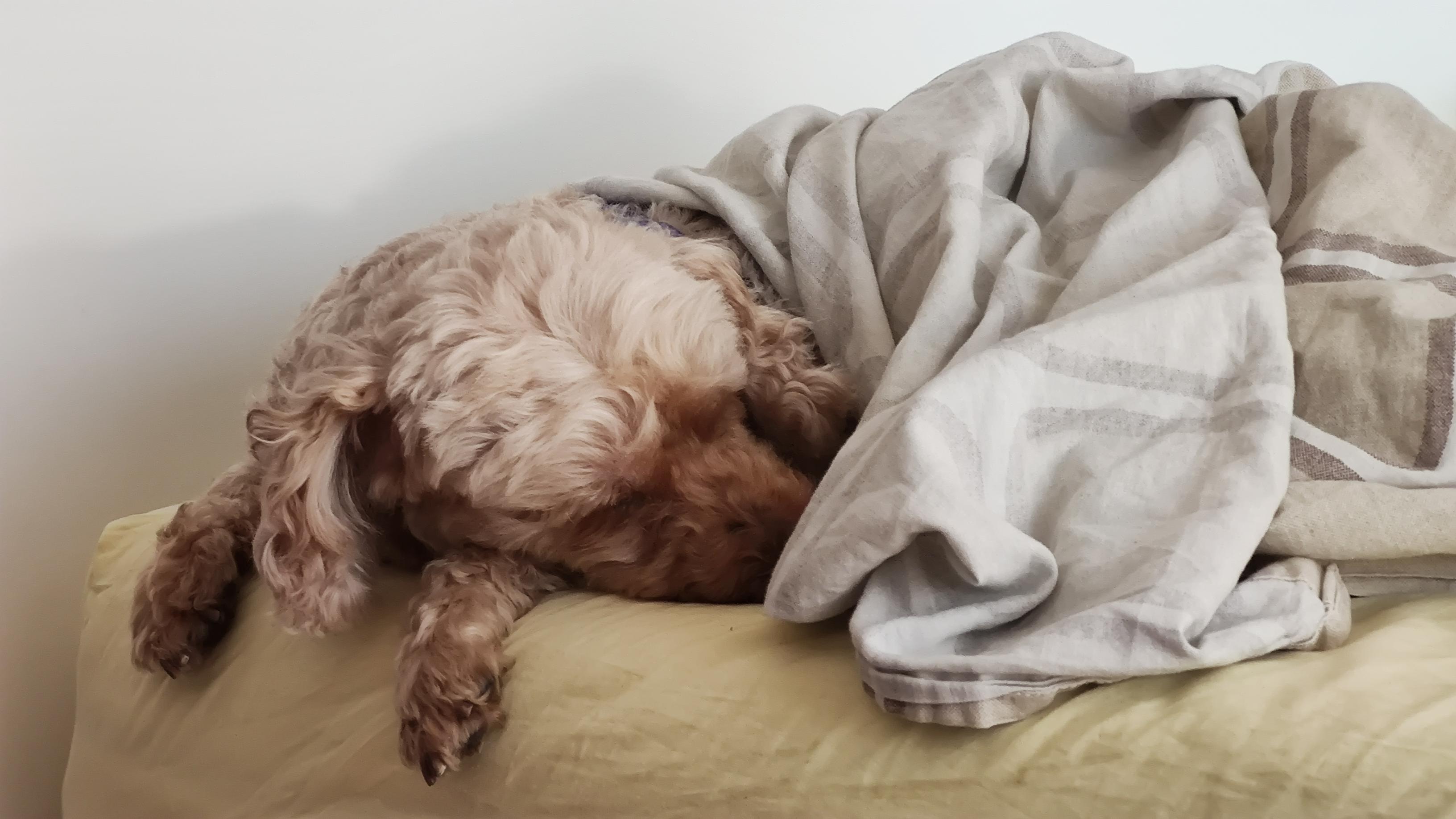 My dog on my bed r/aww