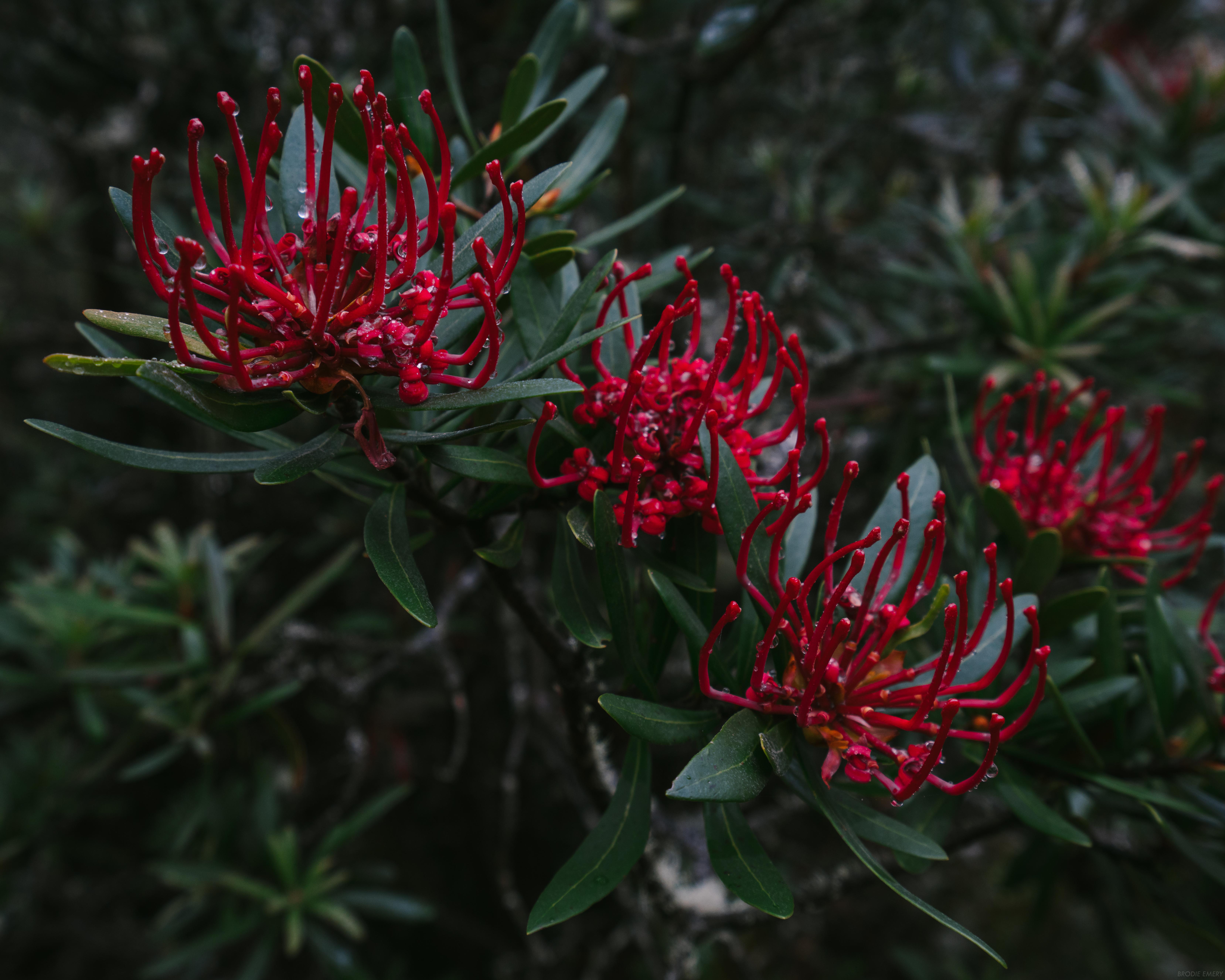 Telopea truncata (aka Tasmanian Waratah), kunanyi/Mount Wellington r