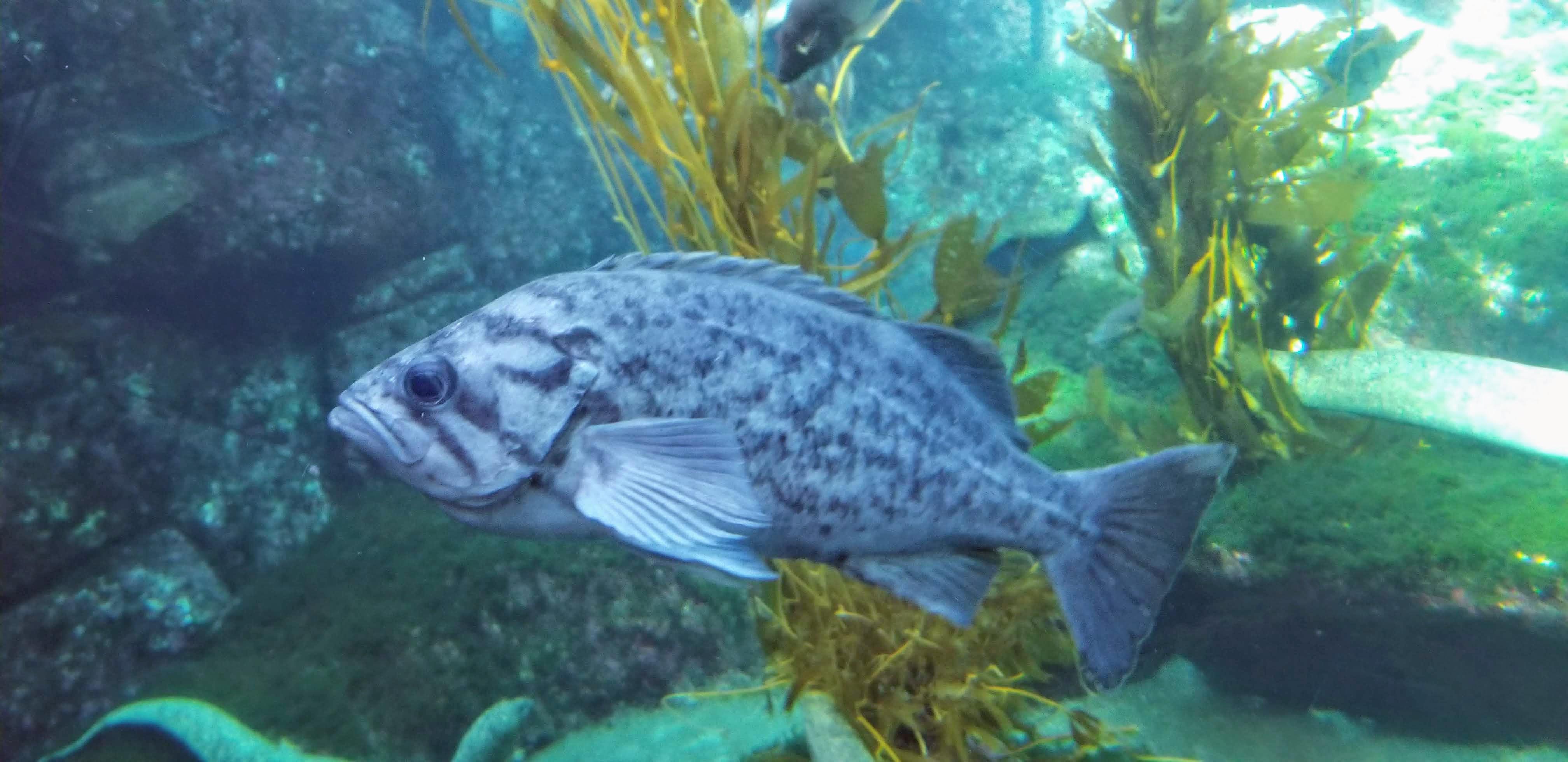 Blue rockfish (Sebastes mystinus), from the northeastern Pacific [oc